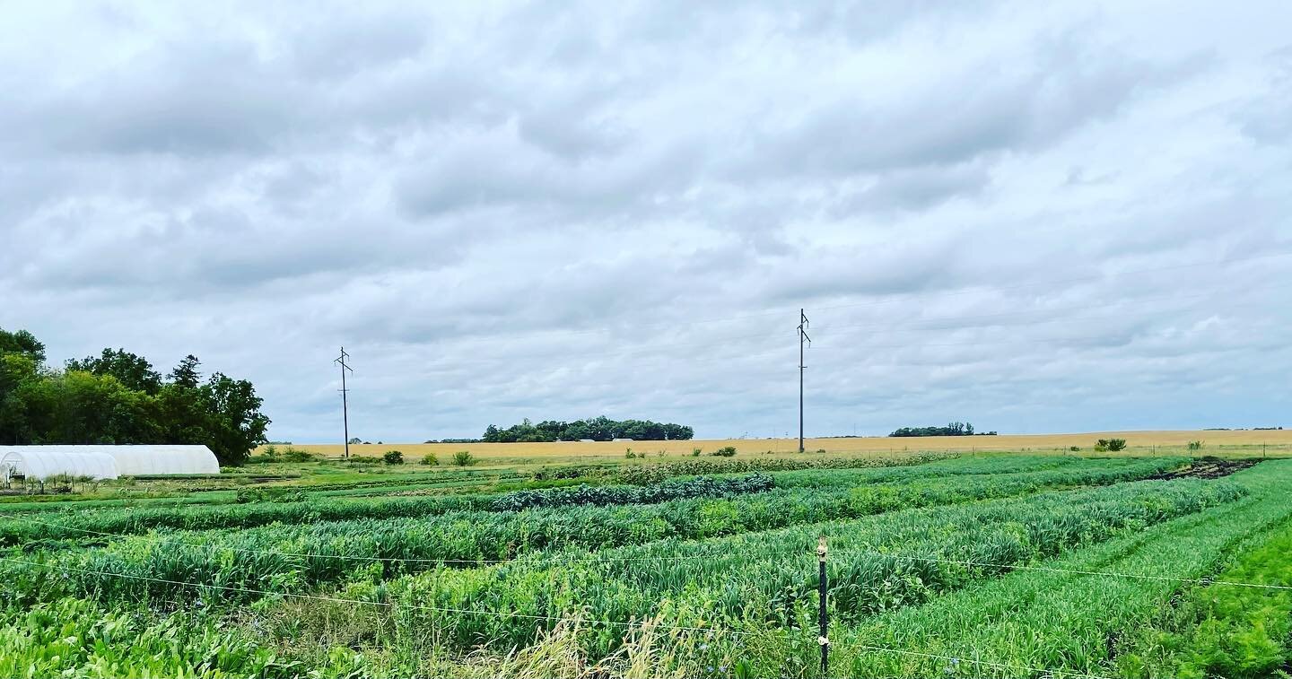 It&rsquo;s world soil day! This is so important to us as our health and overall well being are tied to our soil. We keep our soil covered as much as possible as shown in this photo of our extensive cover crops.

Here are some of the ways we are worki