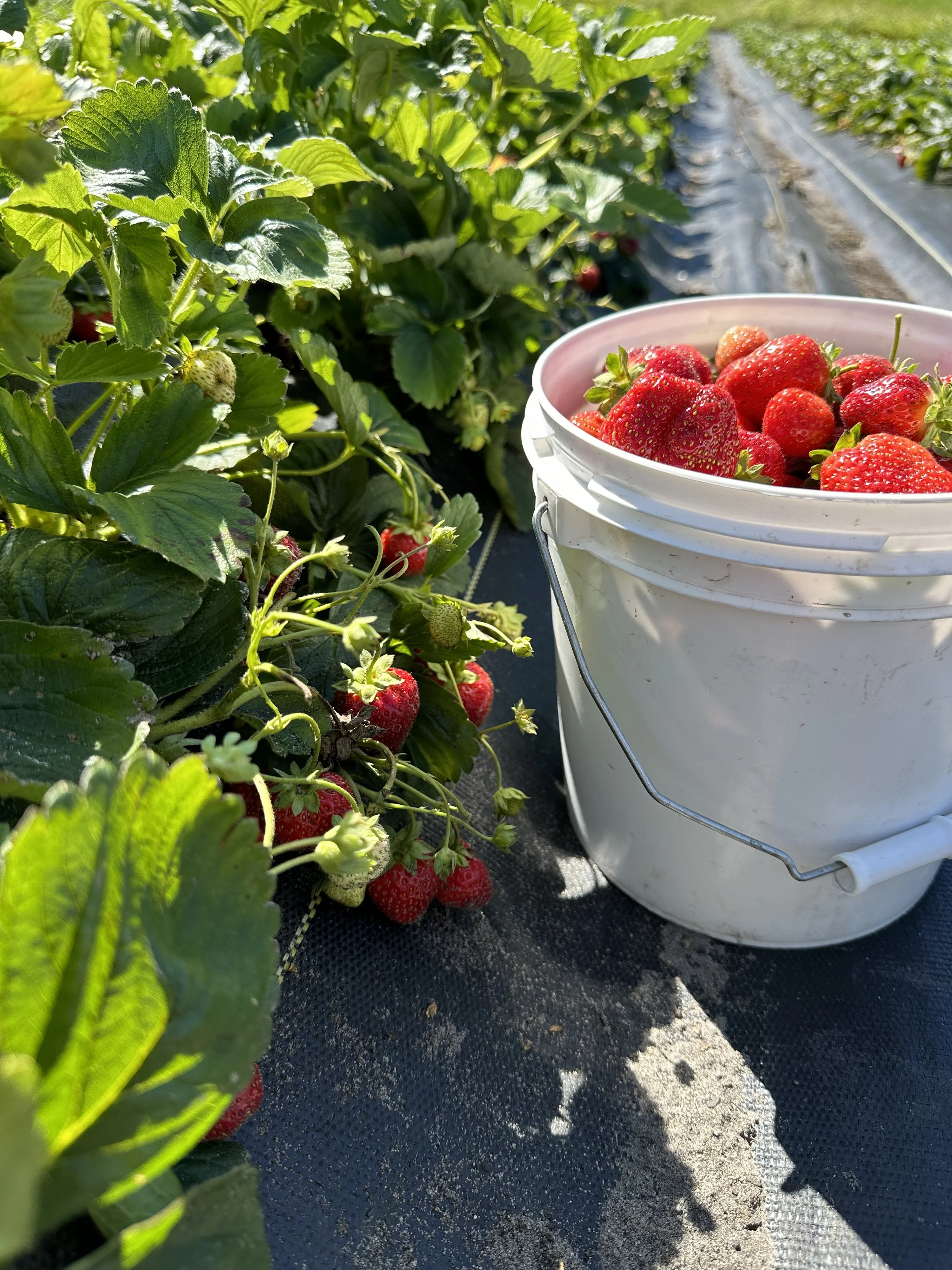 Freshly picked strawberries in a white bucket on a strawberry farm, with rows of strawberry plants and green leaves in the background.