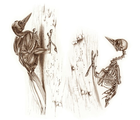 Great spotted woodpecker ( Dendrocopos major ). Left: skin removed but tail left attached. Right: skeletal. © Katrina van Grouw.