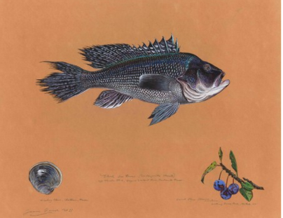 Black sea bass ( Centropristis striata ), by James Prosek