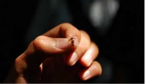 Tenacious ant in Ecuador. Photo by Annette Heist