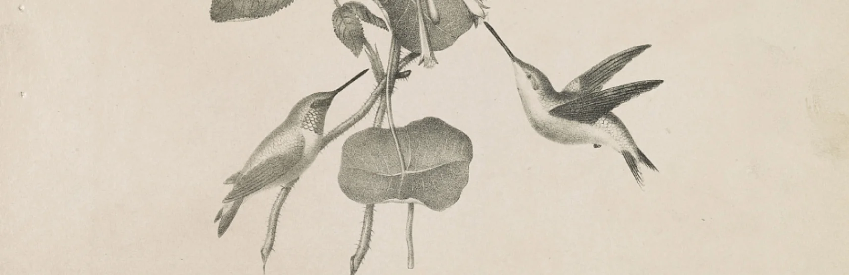 Humming birds / from life & on stone by M.E.D. Brown ; his lith. No. 5 Library St. Phila. via LOC