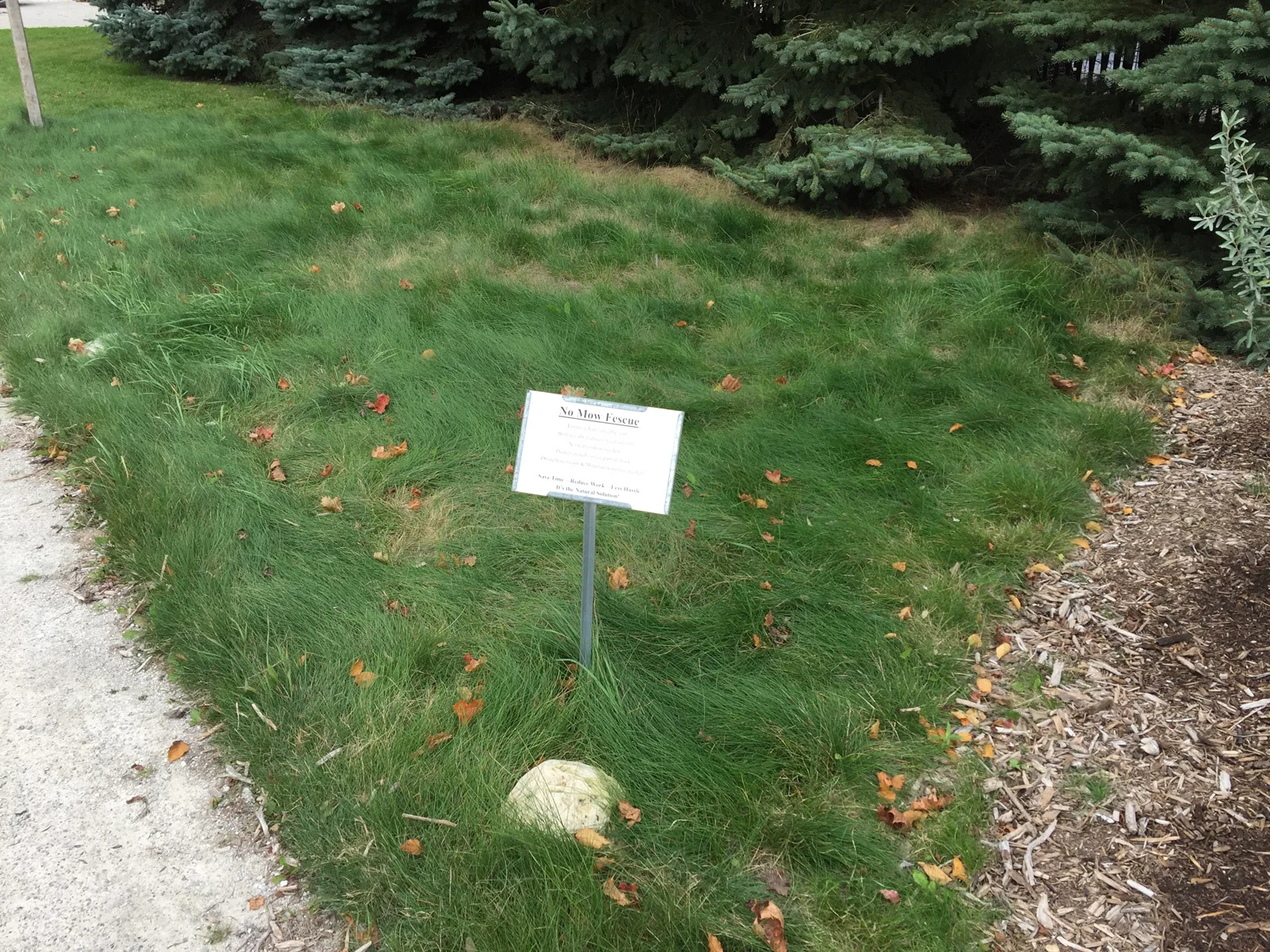 No-Mow Fescue demonstration plot at Door Landscape, photo taken October 2015