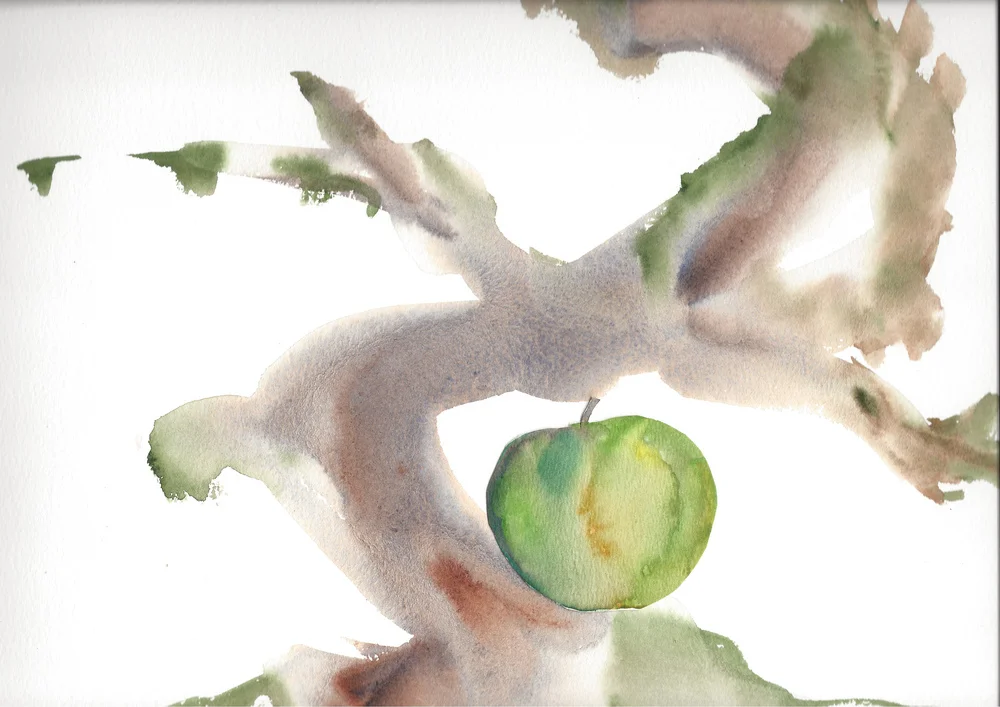 Wassailing the Apple Trees