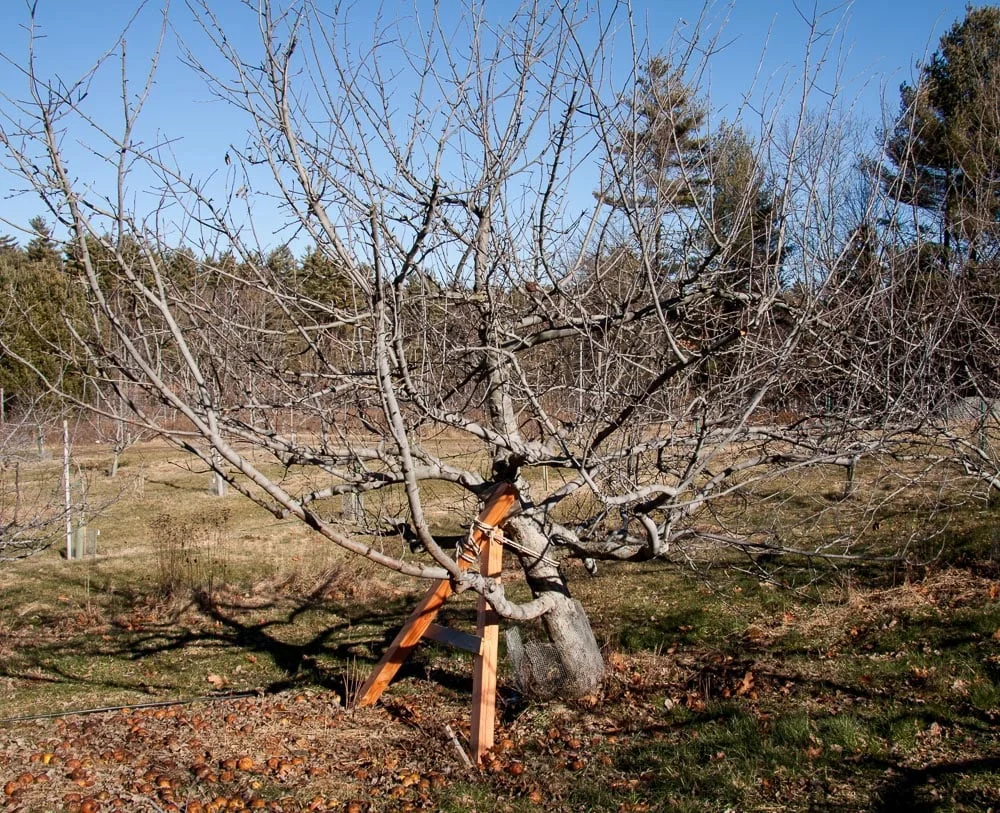 Fallen Tree-5.jpg