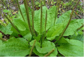 Broadleaf Plantain: photo from Herbal Cache