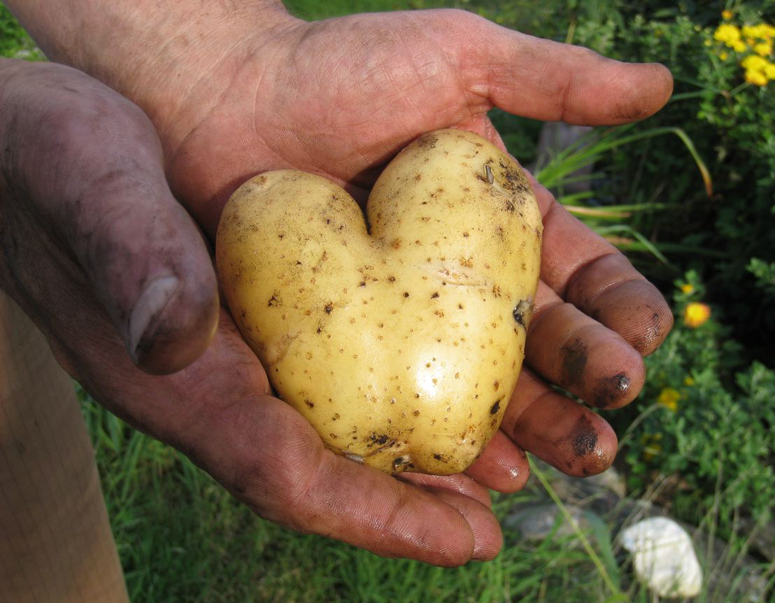 Photo: Blase Offers a Potato Heart