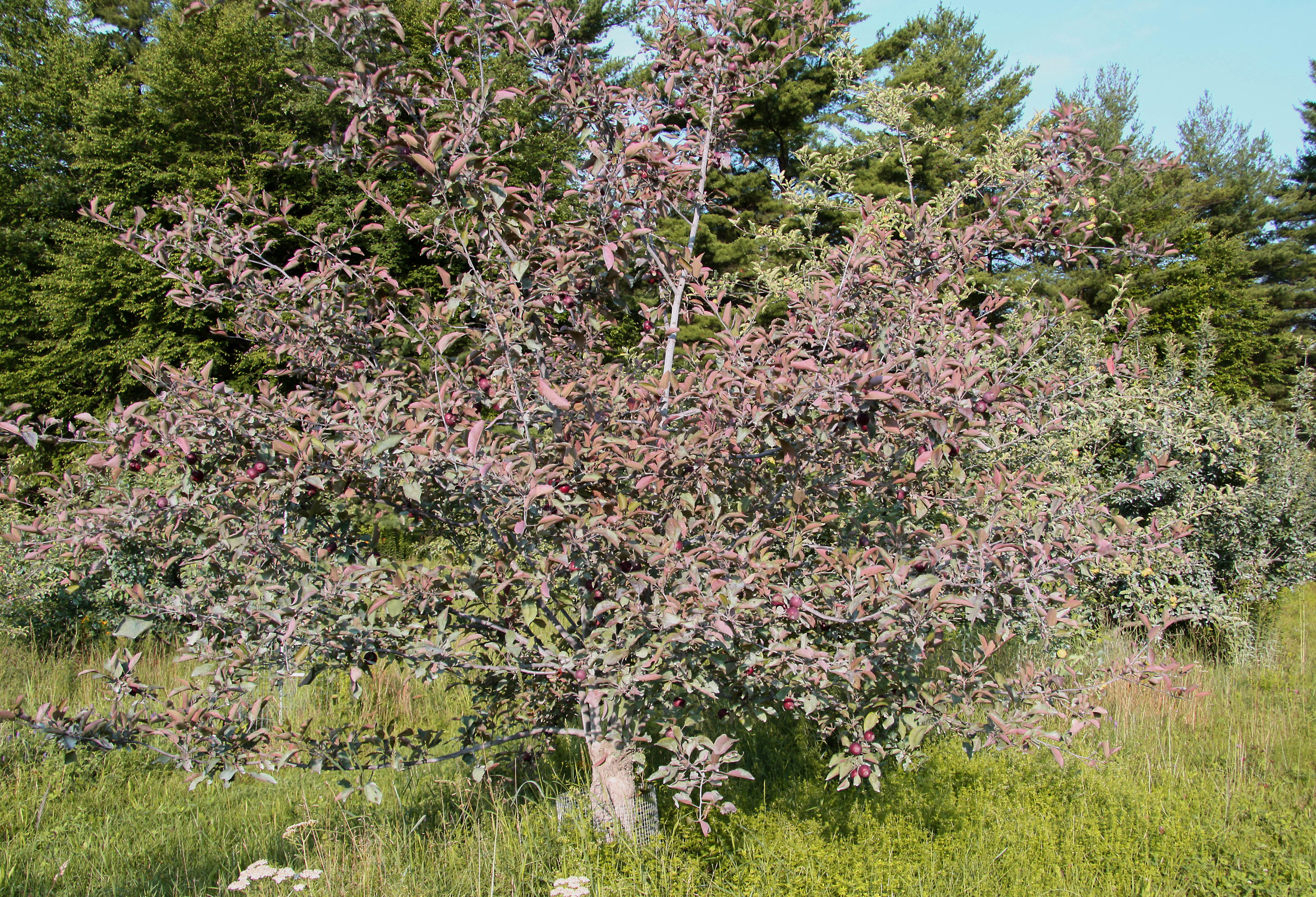 Reddish Leaves on the Almata