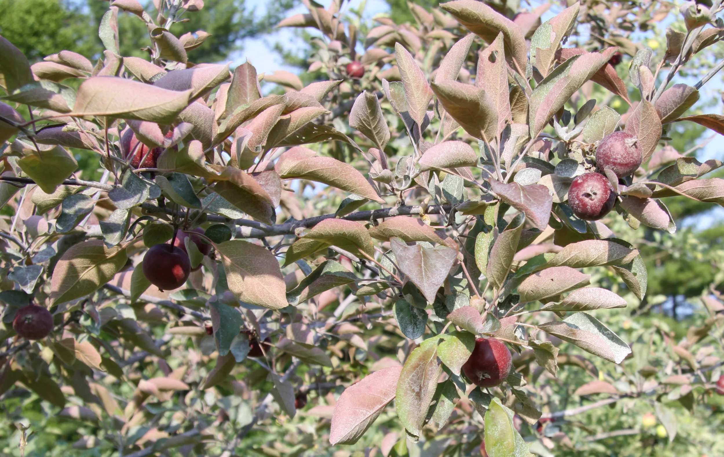 Almata Fruit