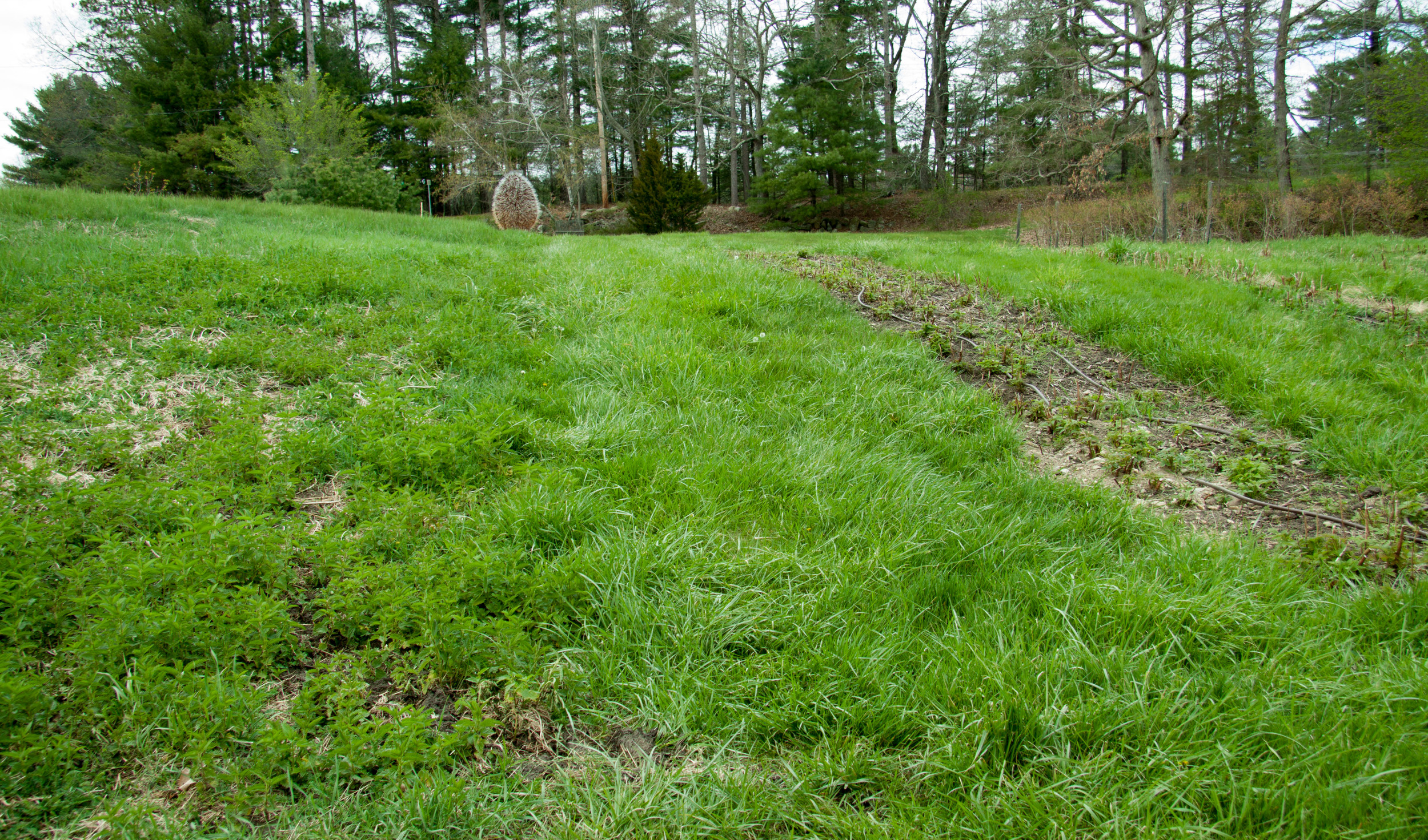 Nettles growing (left) and raspberry rows (right) 