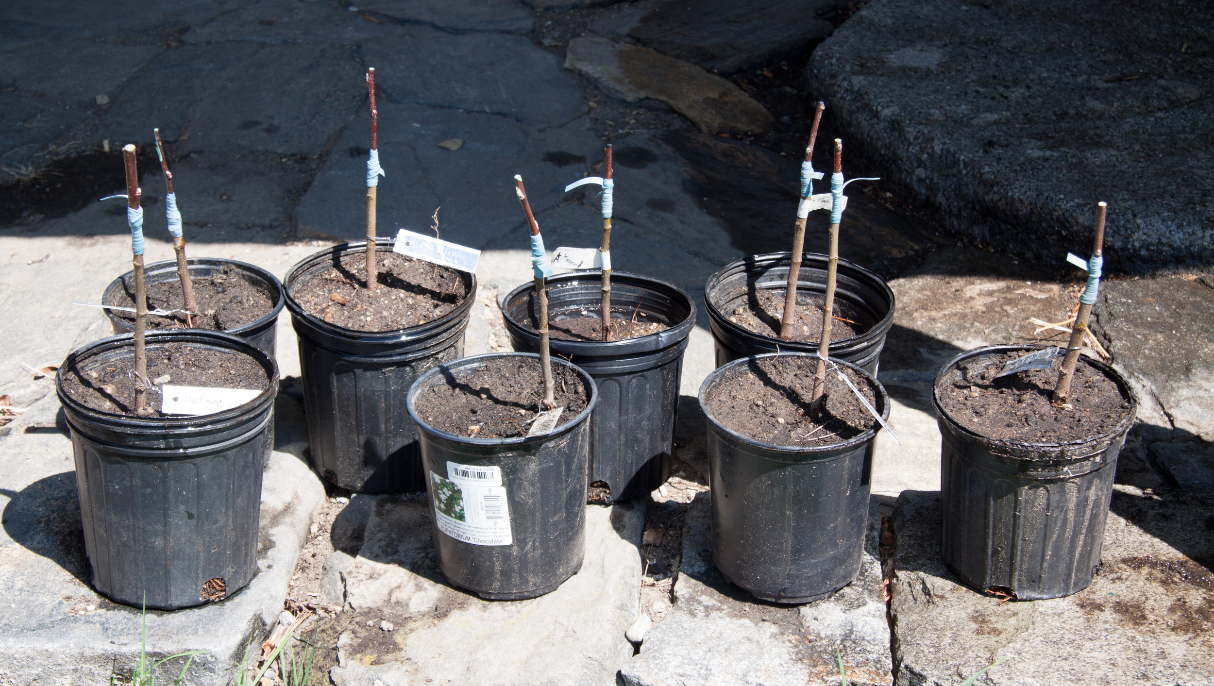 Grafted Apple Rootstocks