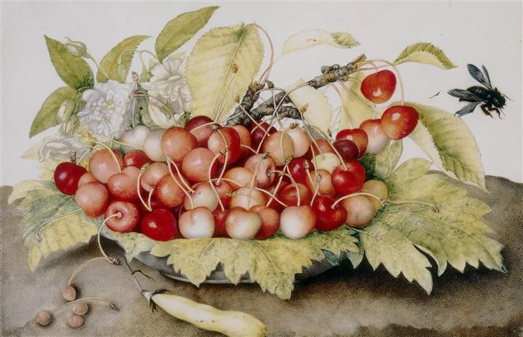 Bowl of Cherries, Giovanna Garzoni
