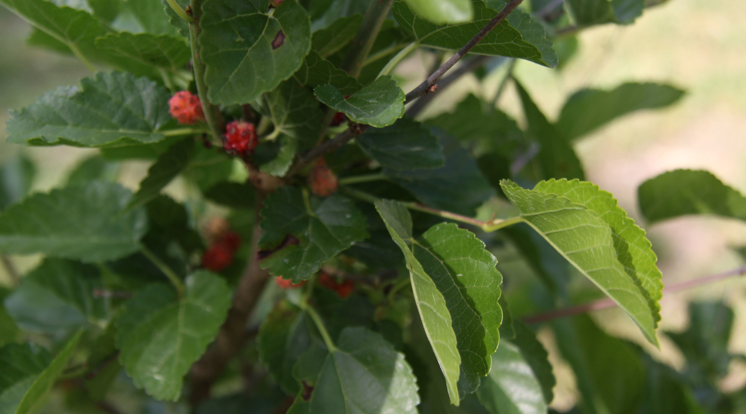 Red Mulberry