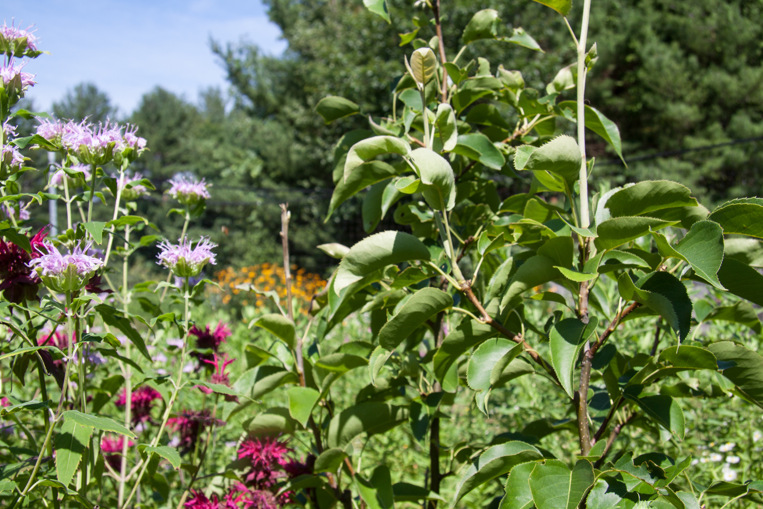 July 16, 2016 - Red and Purple Monarda Bee Balm with Asian Pear Tree (right).