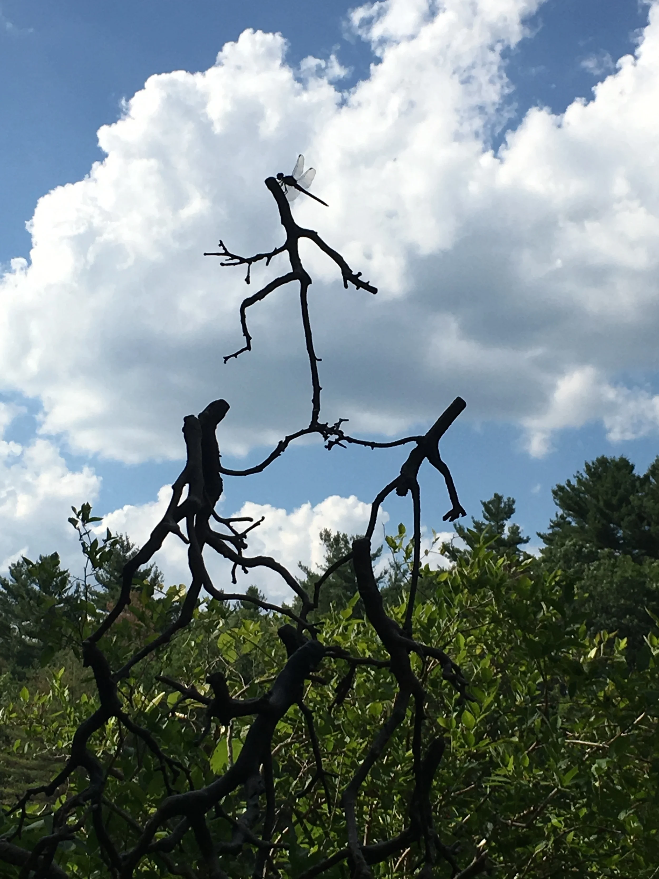 Joseph Wheelwright: Sculptor of Stones and Trees