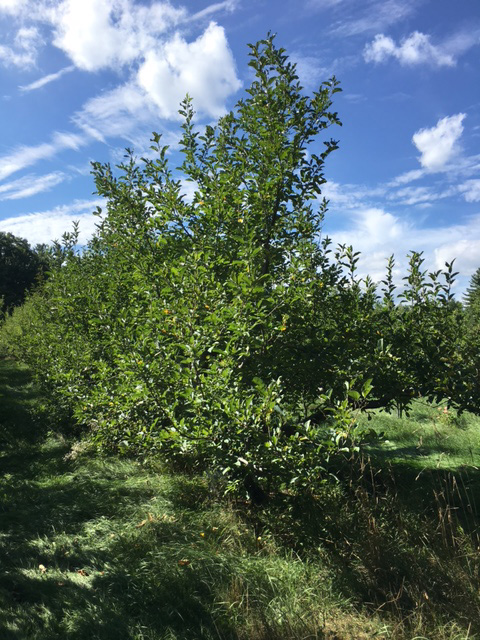Macintosh Trees with no Apples, LH photo, Sept, 2016