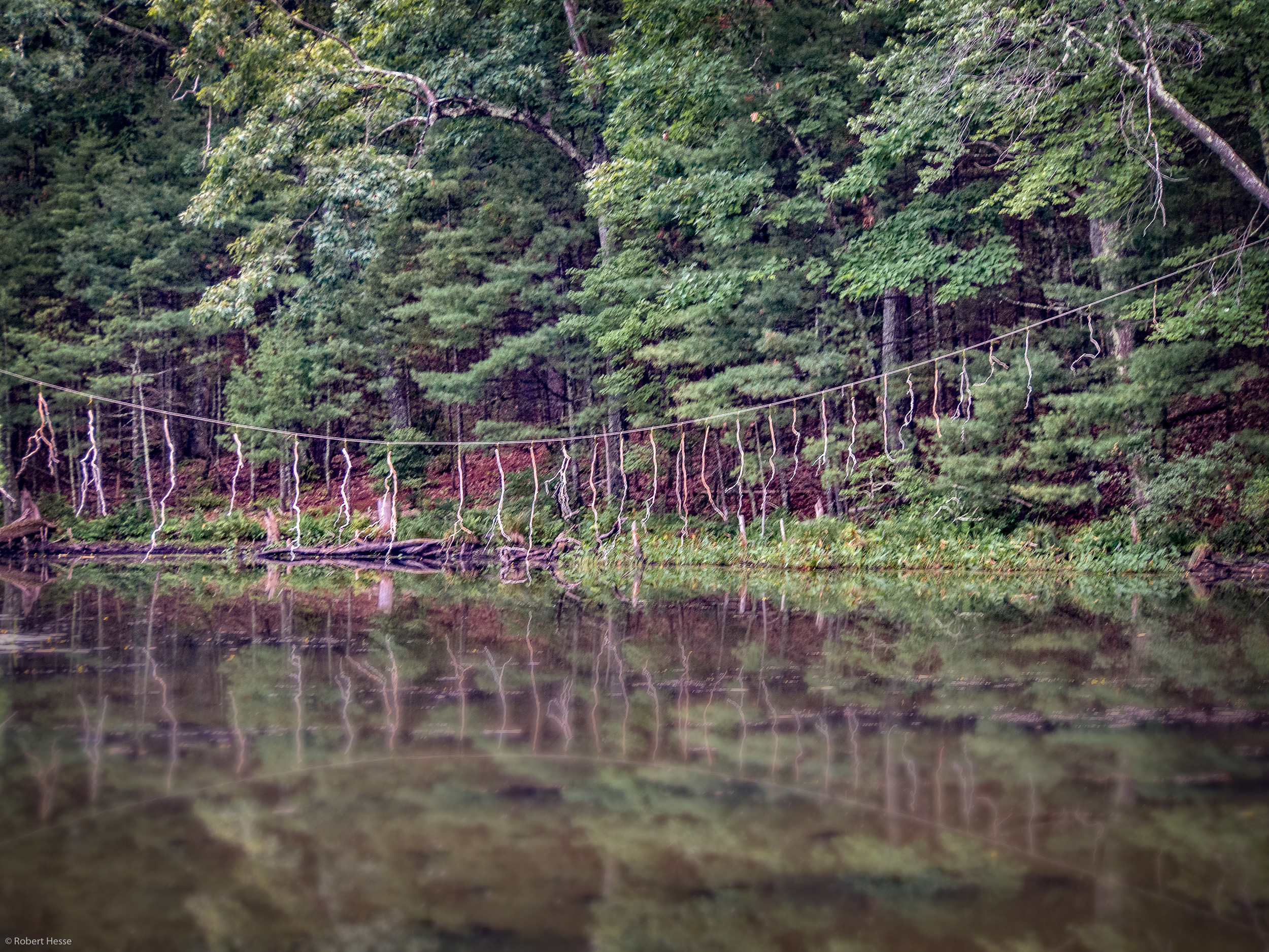 Branch Crossing , Barbara Andrus Photo: Bob Hesse