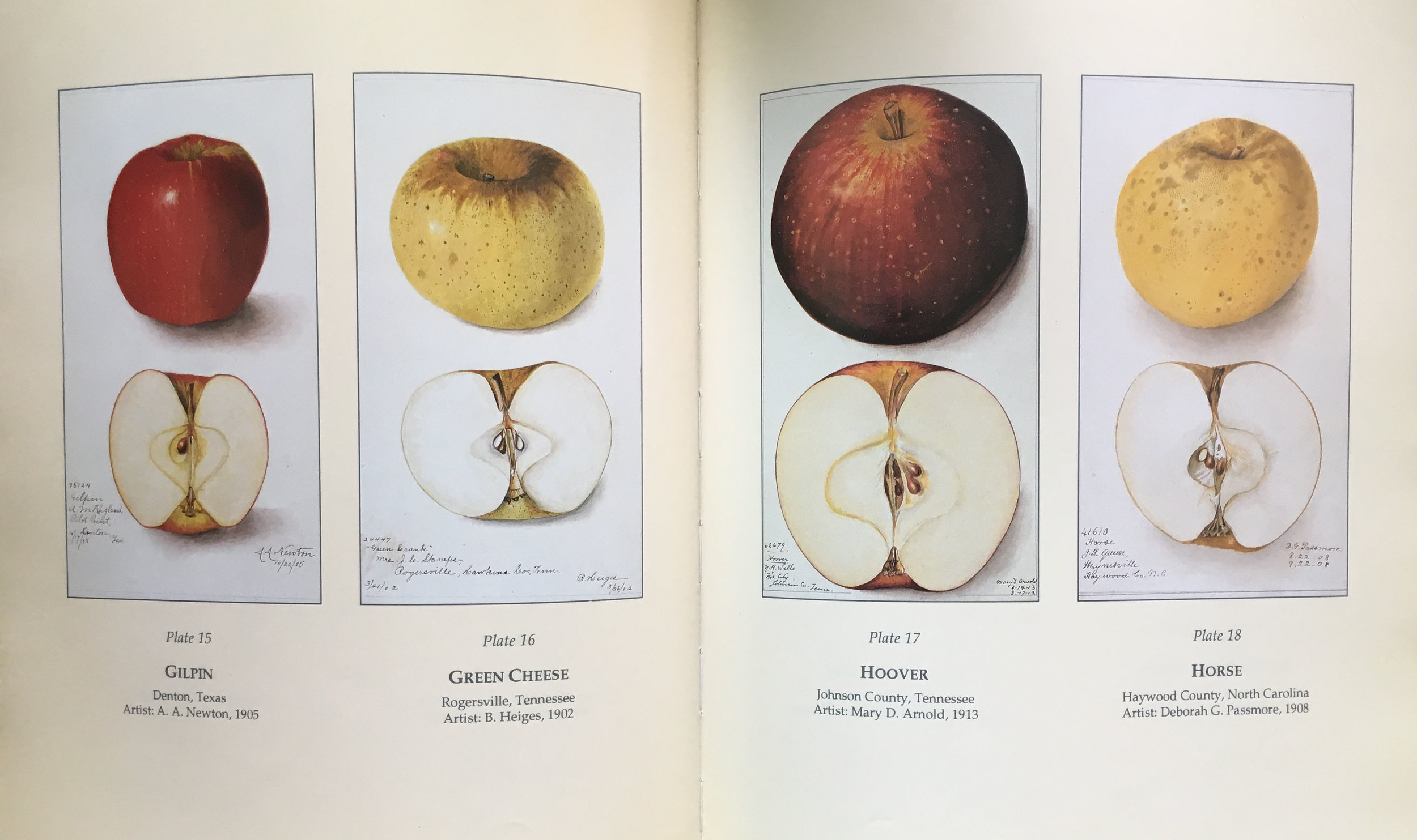 Old Southern Apples, Plates 15 - 18; Photos: Jerry Markatos 