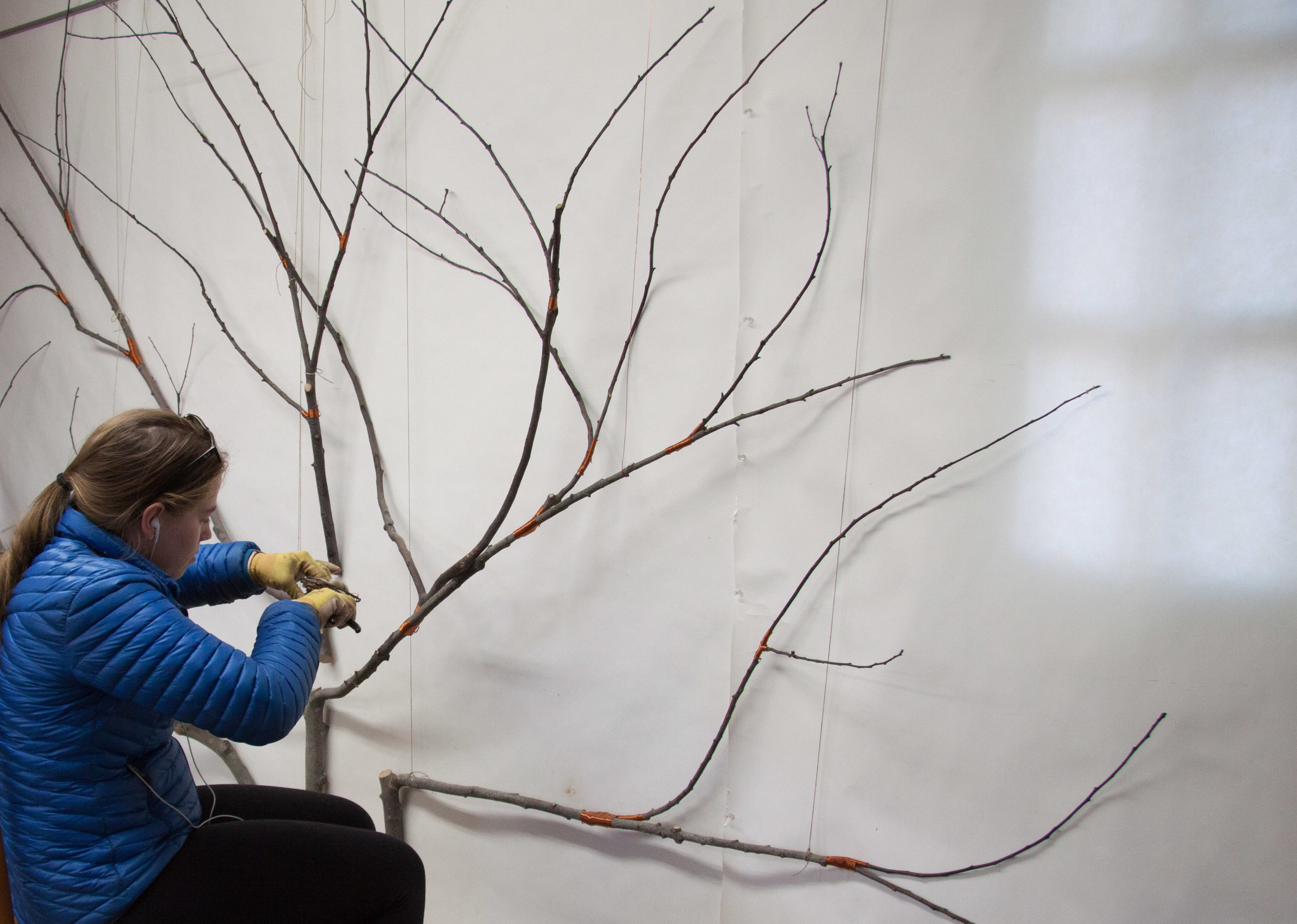 Ariel Matisse grafting apple branches.
