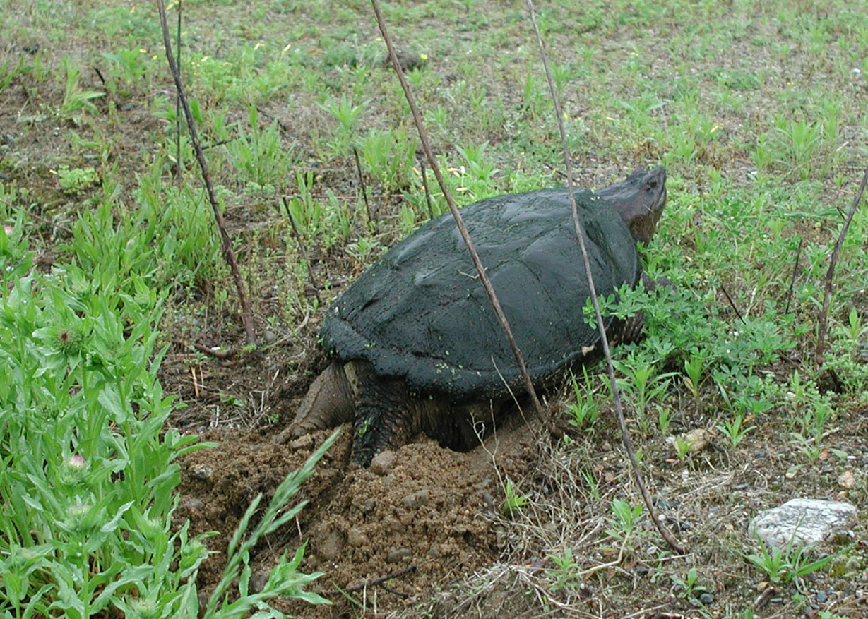 Snapping Turtle Laying Eggs at Old Frog Pond Farm