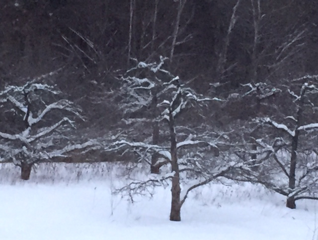 Trees in Winter , Photo: Alan Suprenant