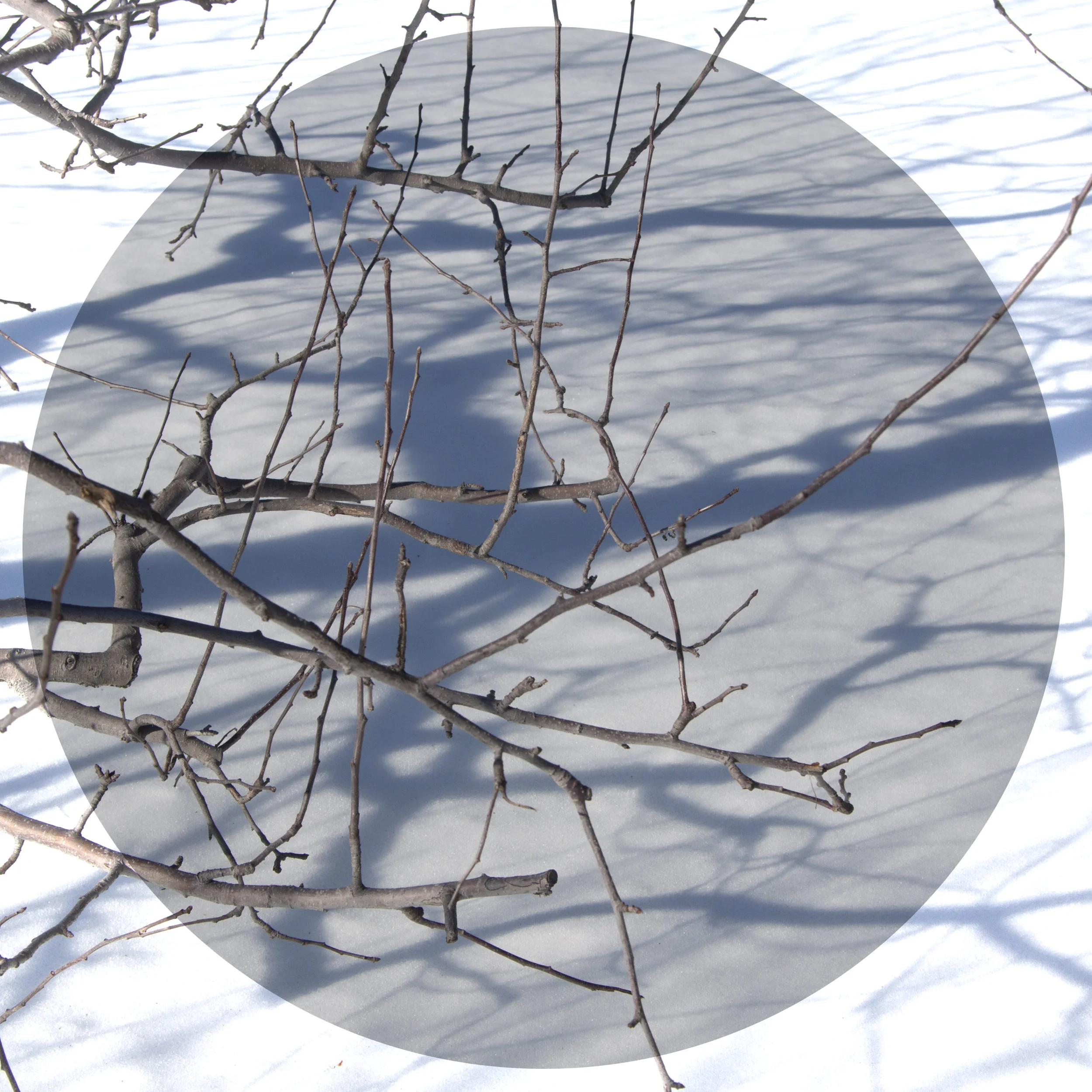 The Orchard in Winter 