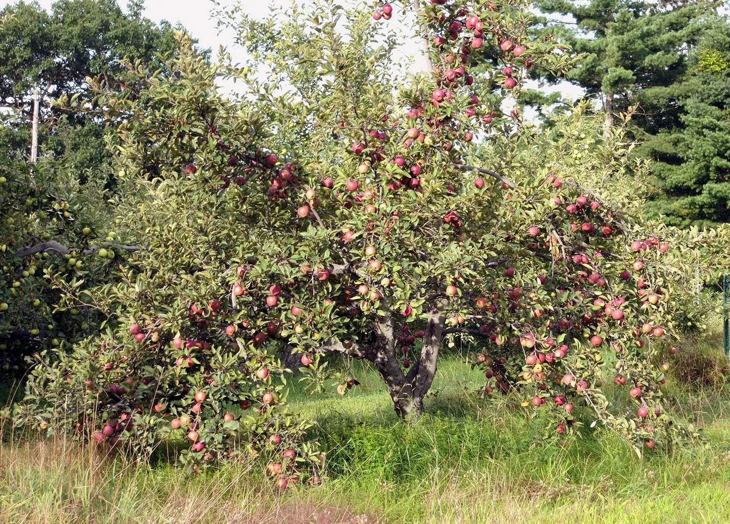 Apple Tree at Old Frog Pond Farm, 2013 &nbsp;Photo Credit: Linda Hoffman