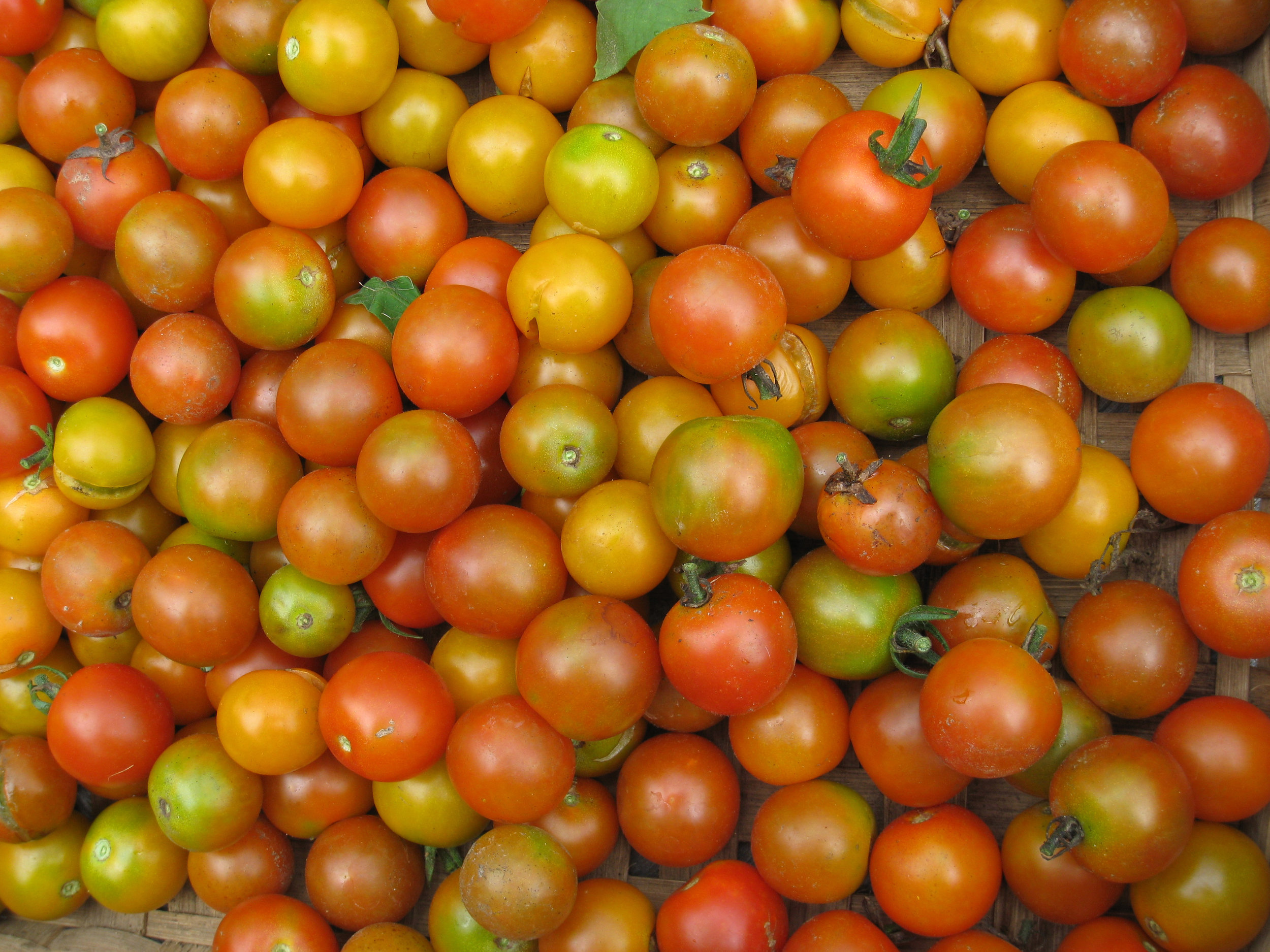 A Late Harvest of Cherry Tomatoes from Old Frog Pond Farm