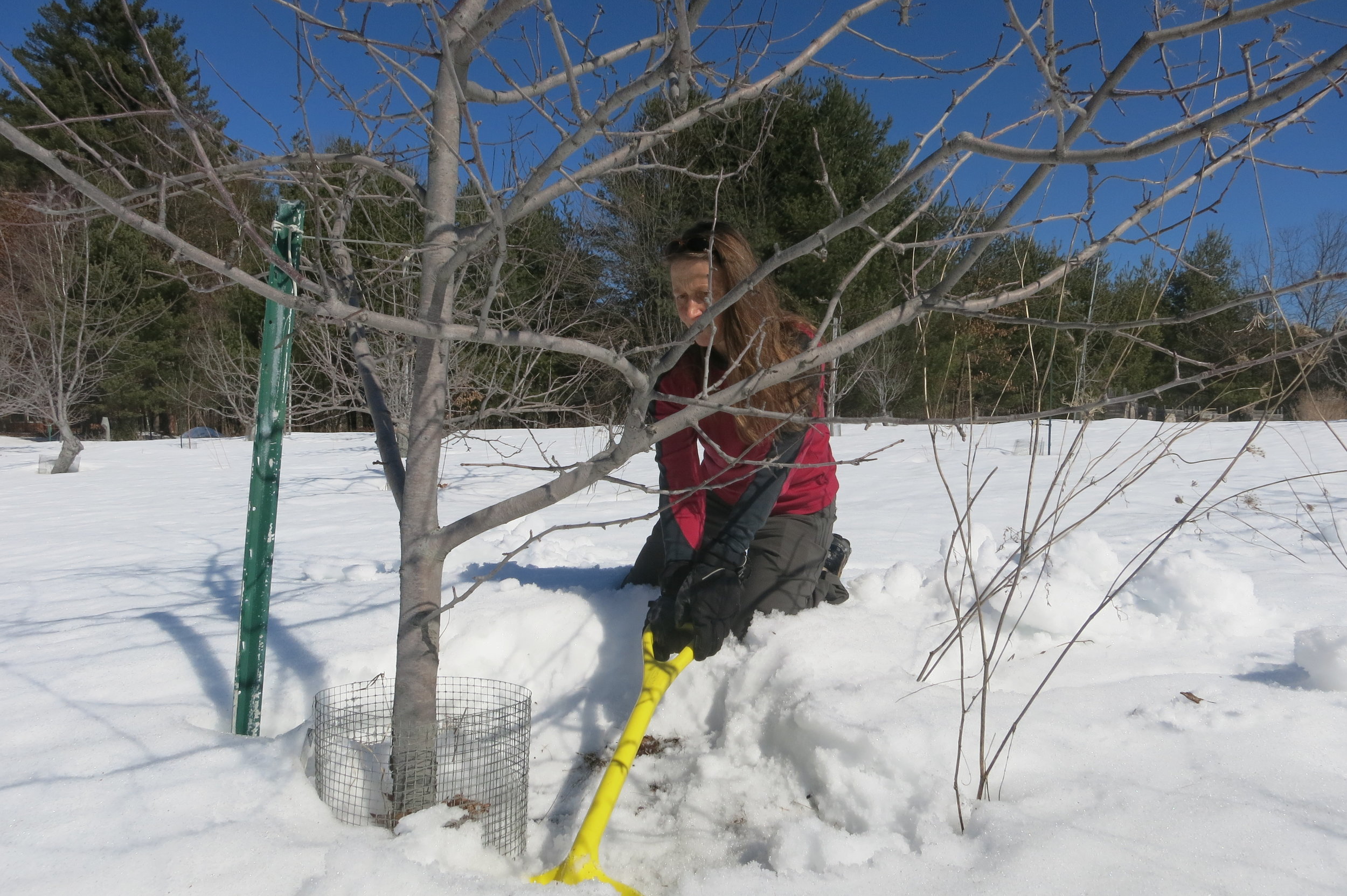Gabi White tirelessly shoveling snow.