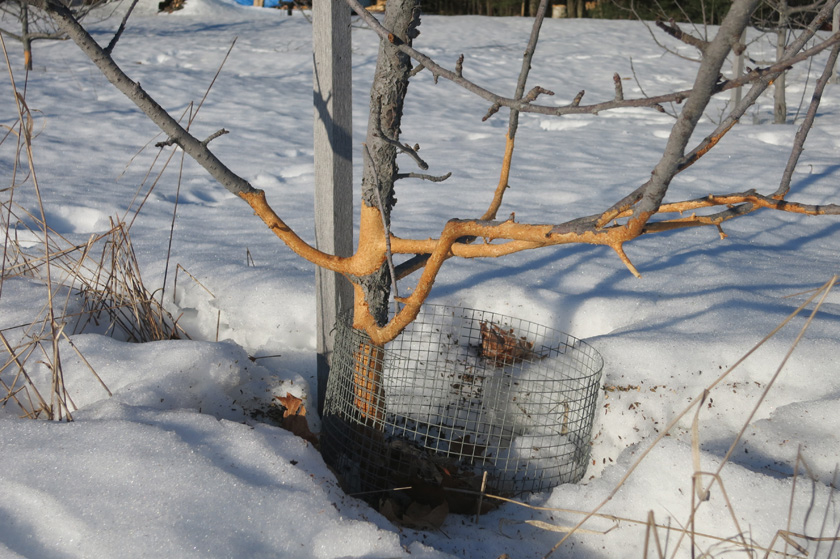 Voles even ate the lower branches because of the height of the hard packed snow!