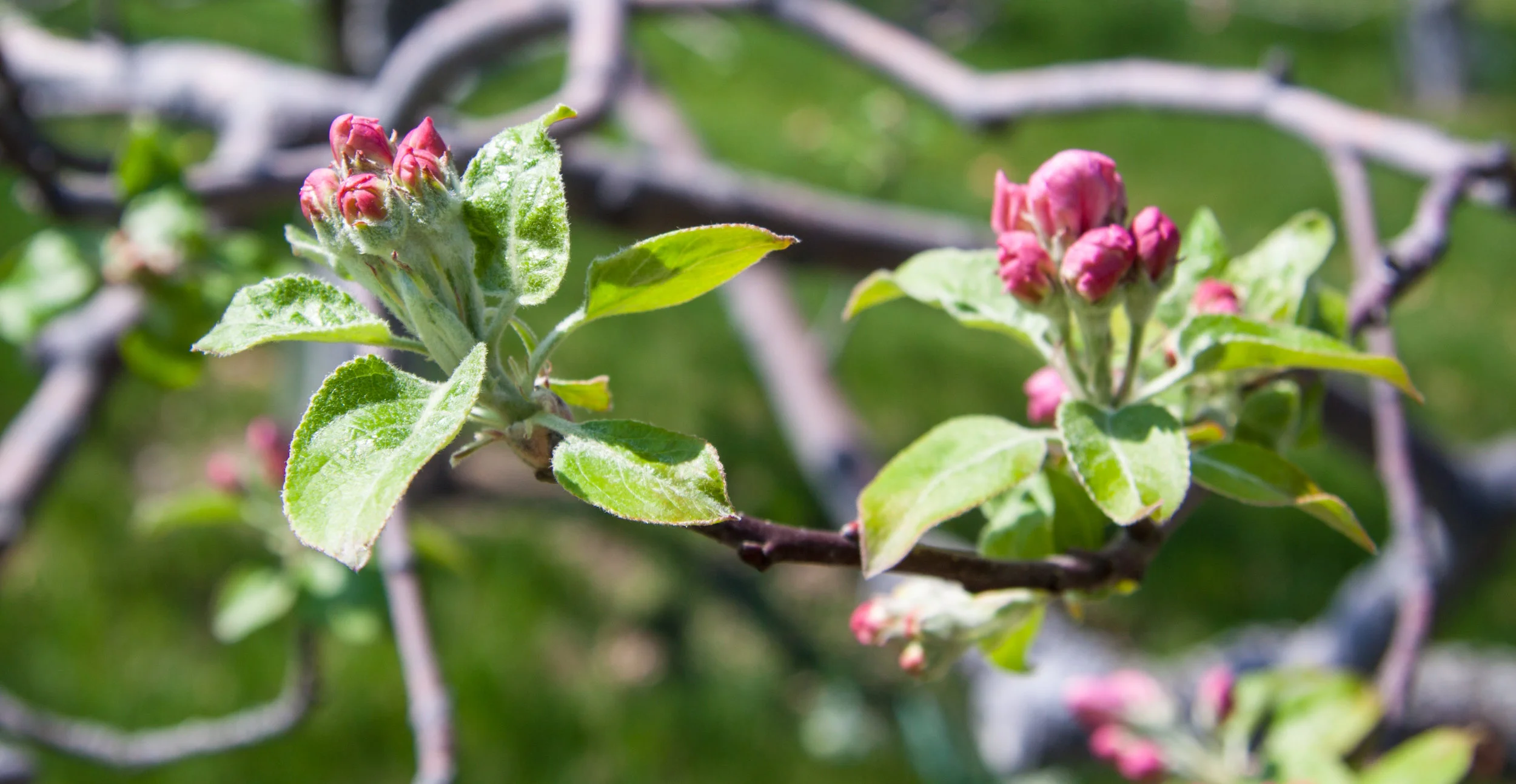 The King Bloom is encircled by buds.