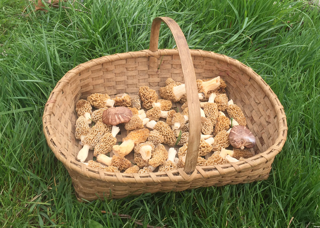 Morels with a couple of small shiitake.