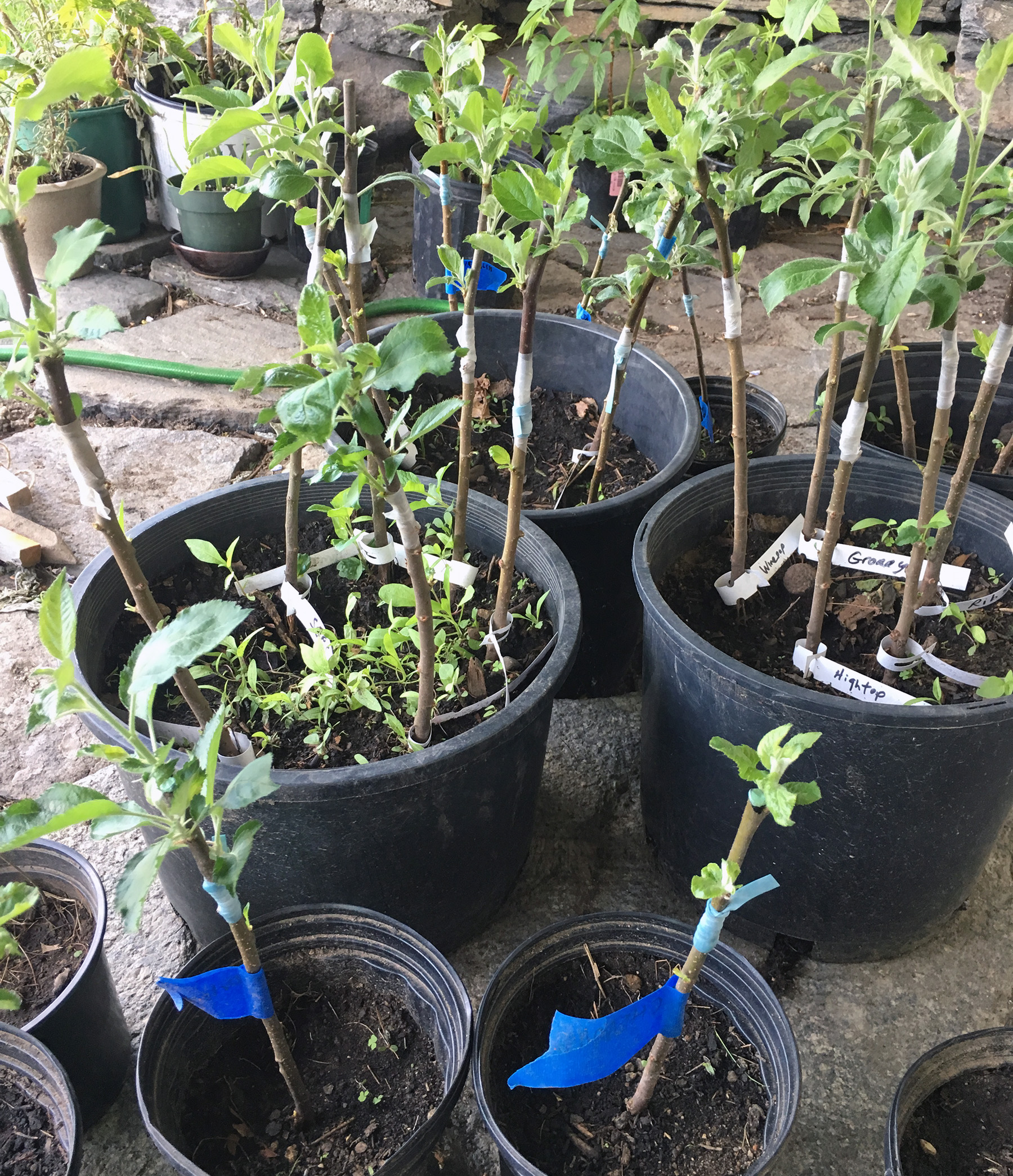 This spring's apple grafts on M7 rootstocks waiting to go into the orchard.