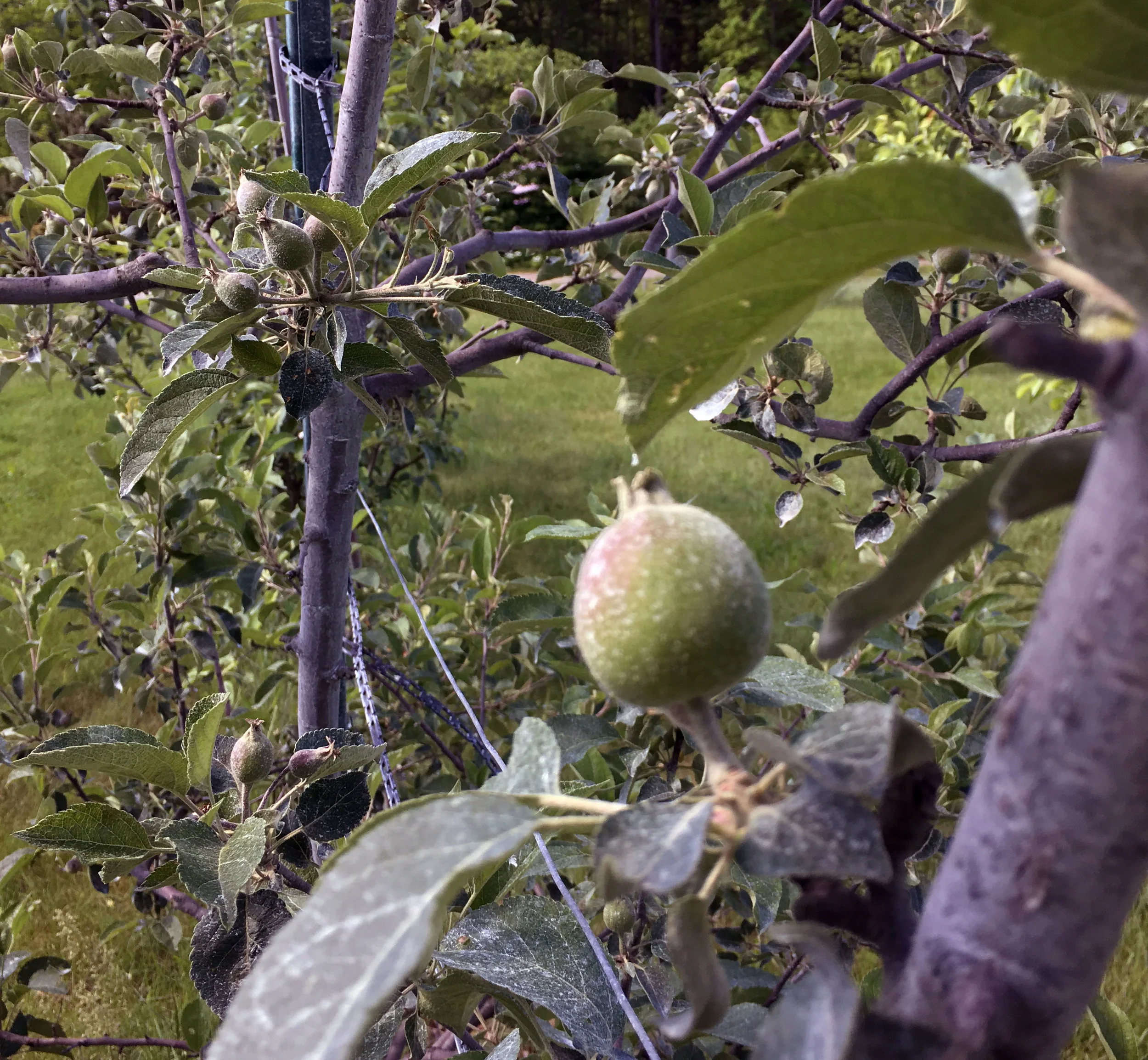 Bonkers apple on June 2, 2017, twice the size of the Stayman in the background. (and all other apples). It's covered with white clay to protect it from the plum curculio beetle.