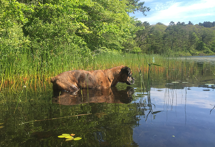 Bruschi in Horseleach Pond