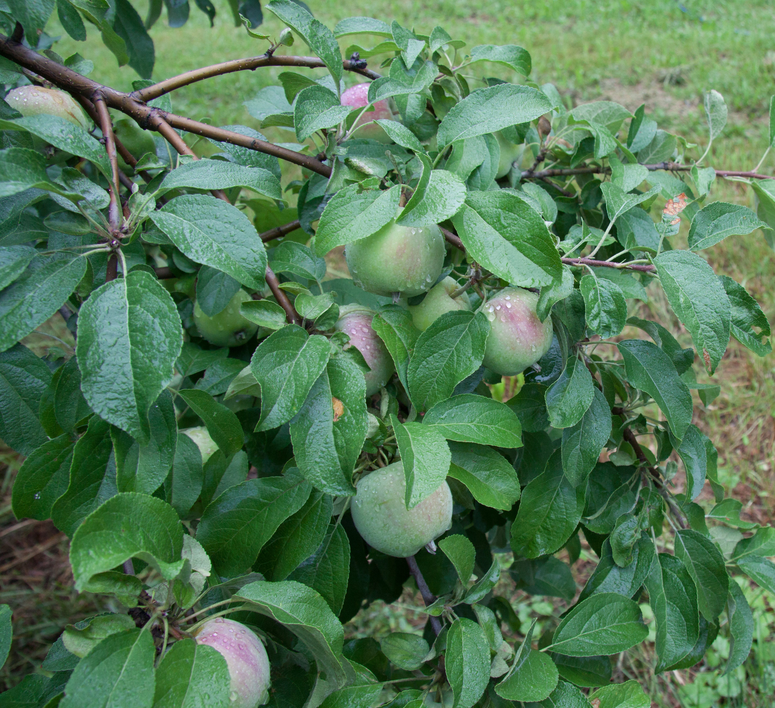 Morning dew on Williams Pride, one of our early apples.