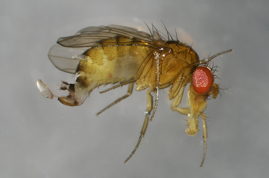 Spotted wing drosophila female (E. Beers, August 2010) Washington State Univeristy