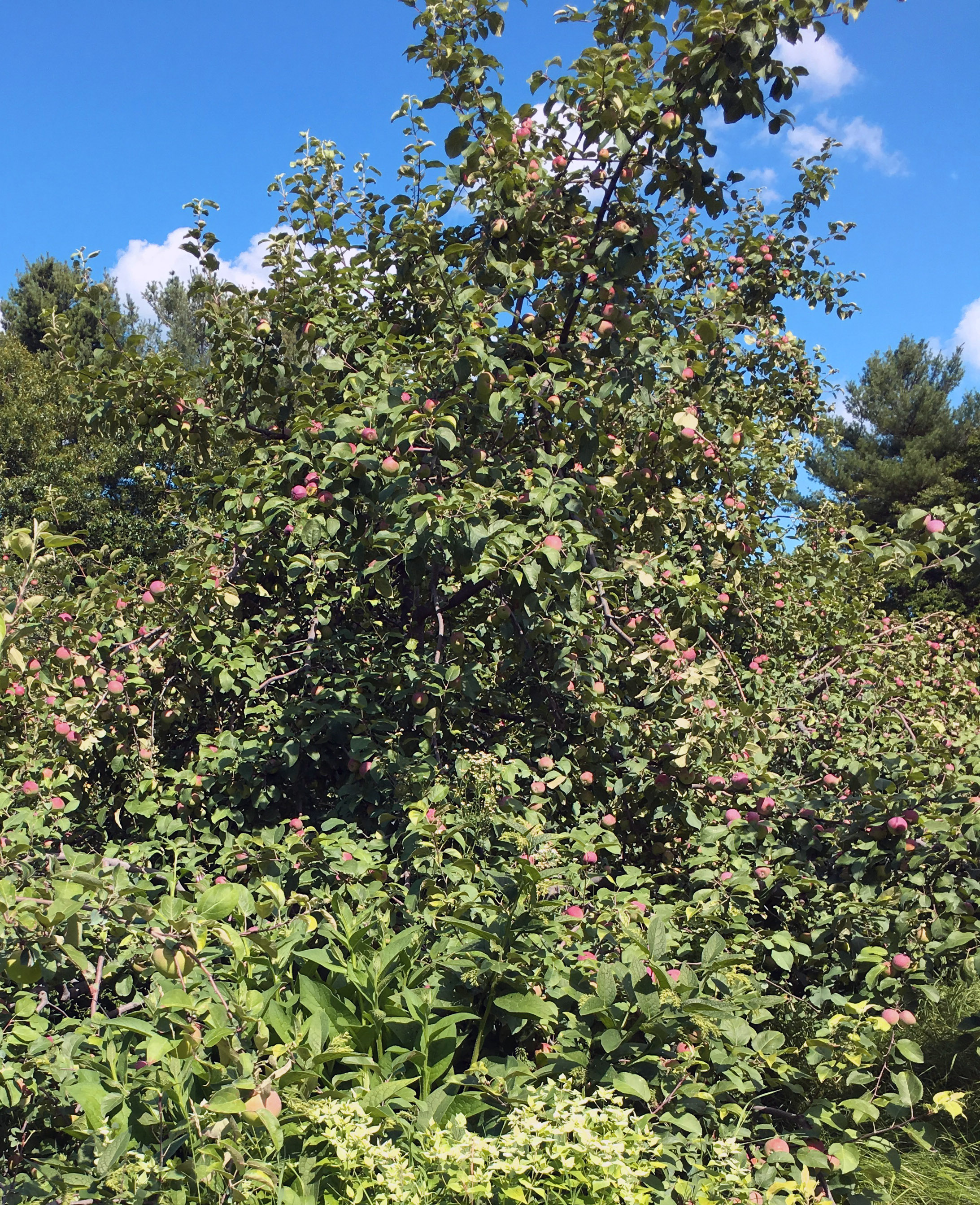 Cascading Freedom Apples with comfrey and mountain mint, July 26, 2017