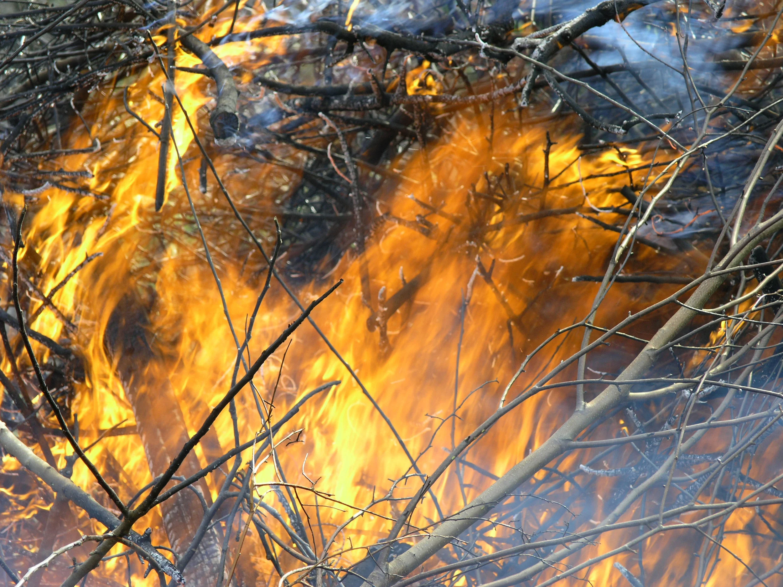 Bonfire of Apple Prunings