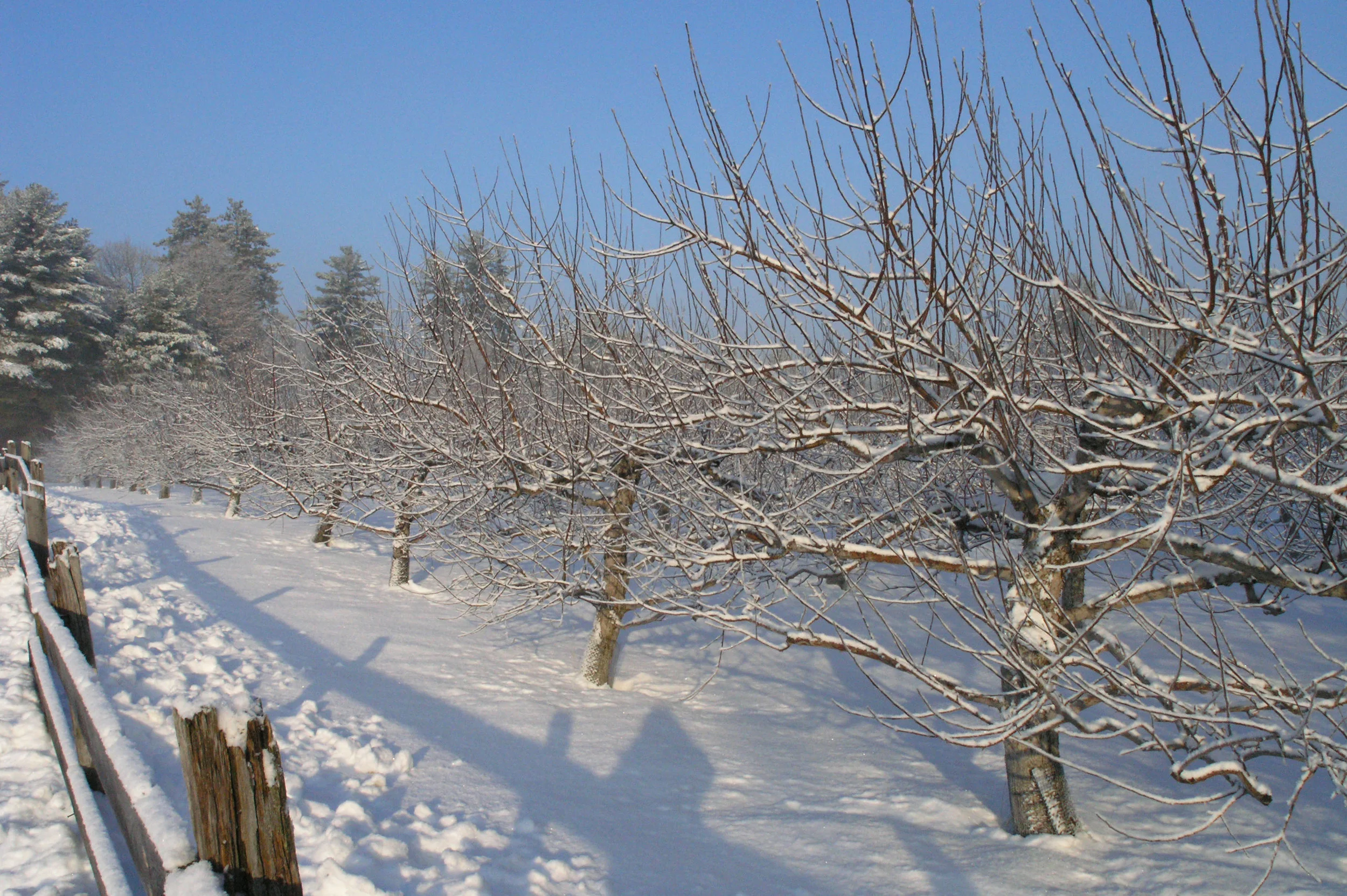First Row of Macintosh Trees