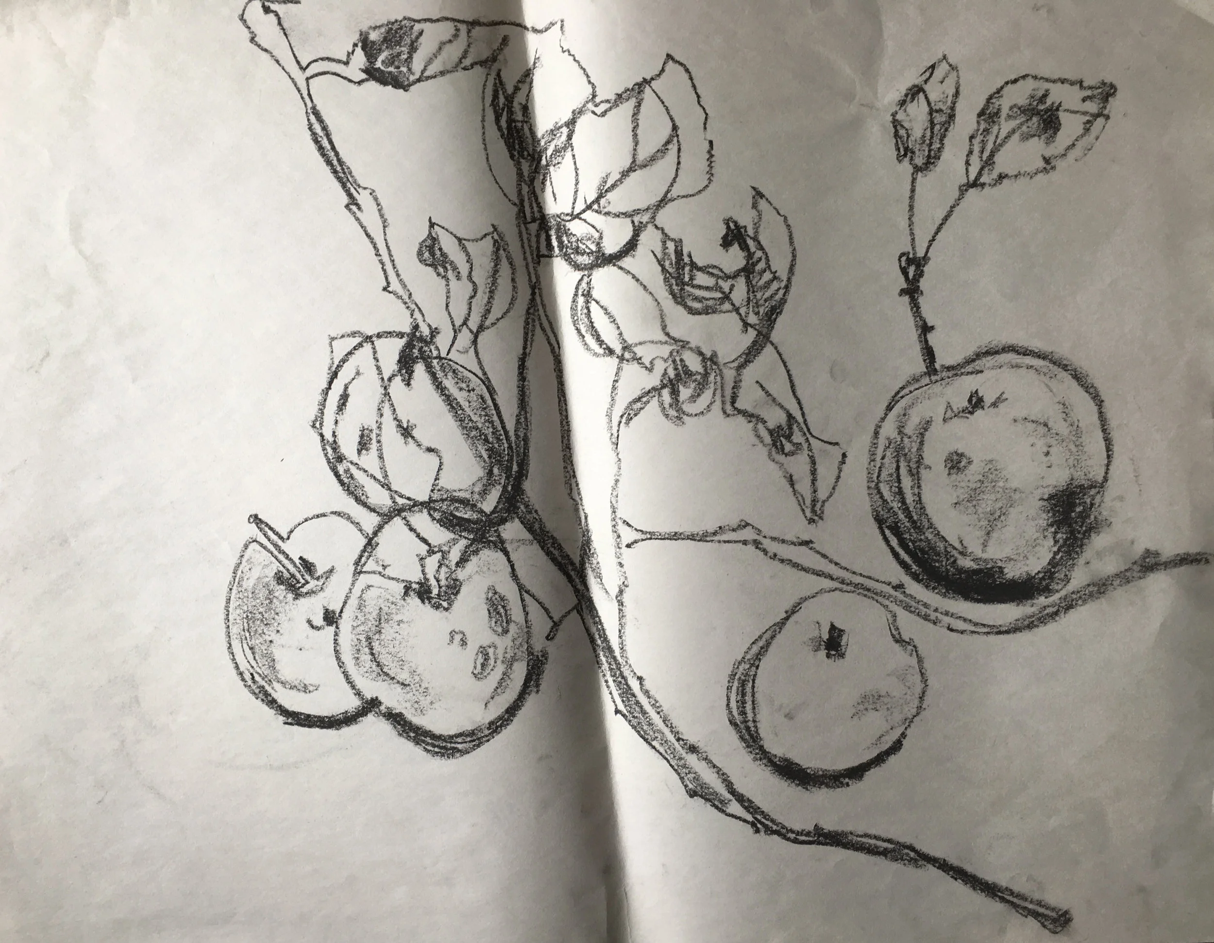 Apples.jpg