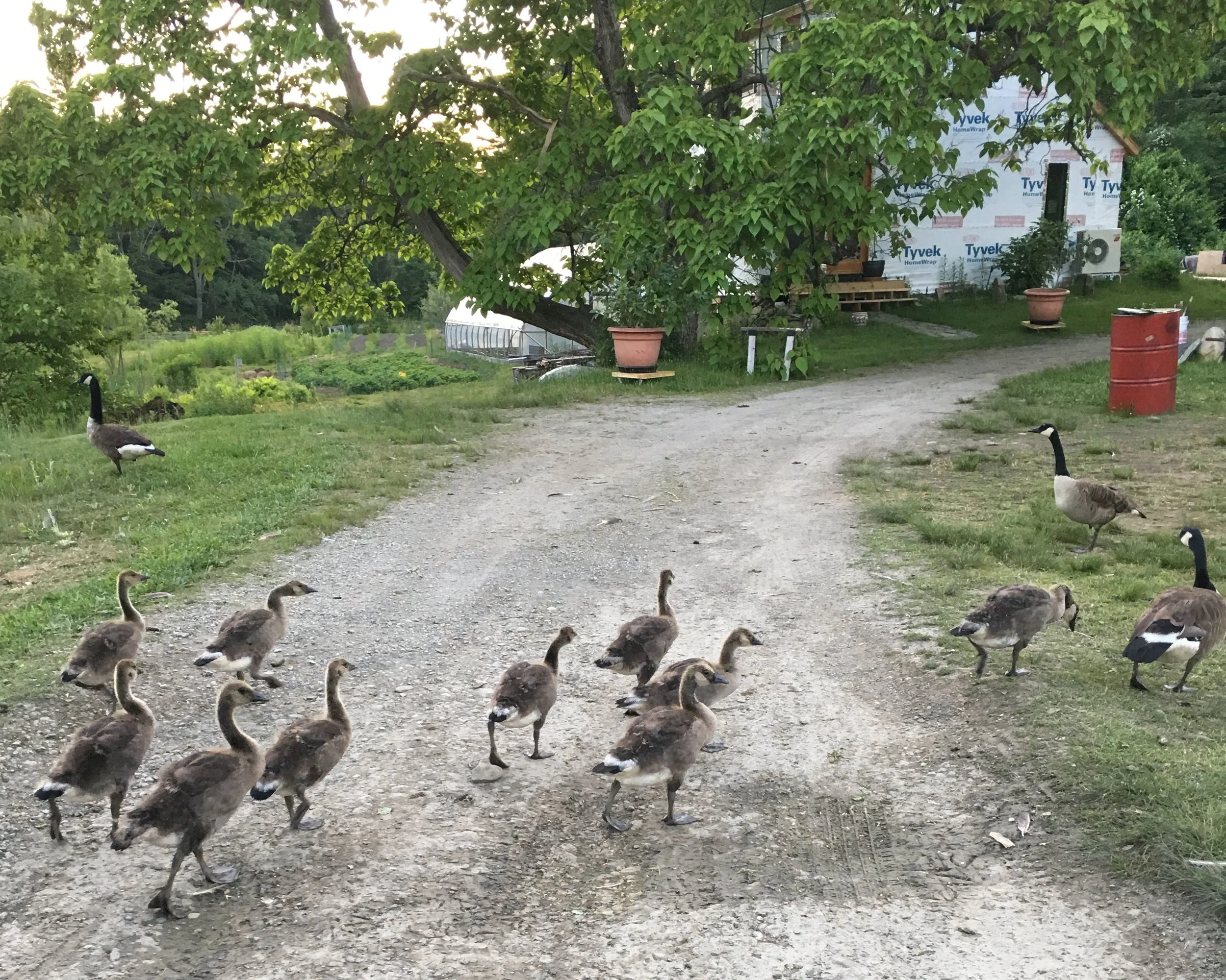 geese and tyvek studio.jpg