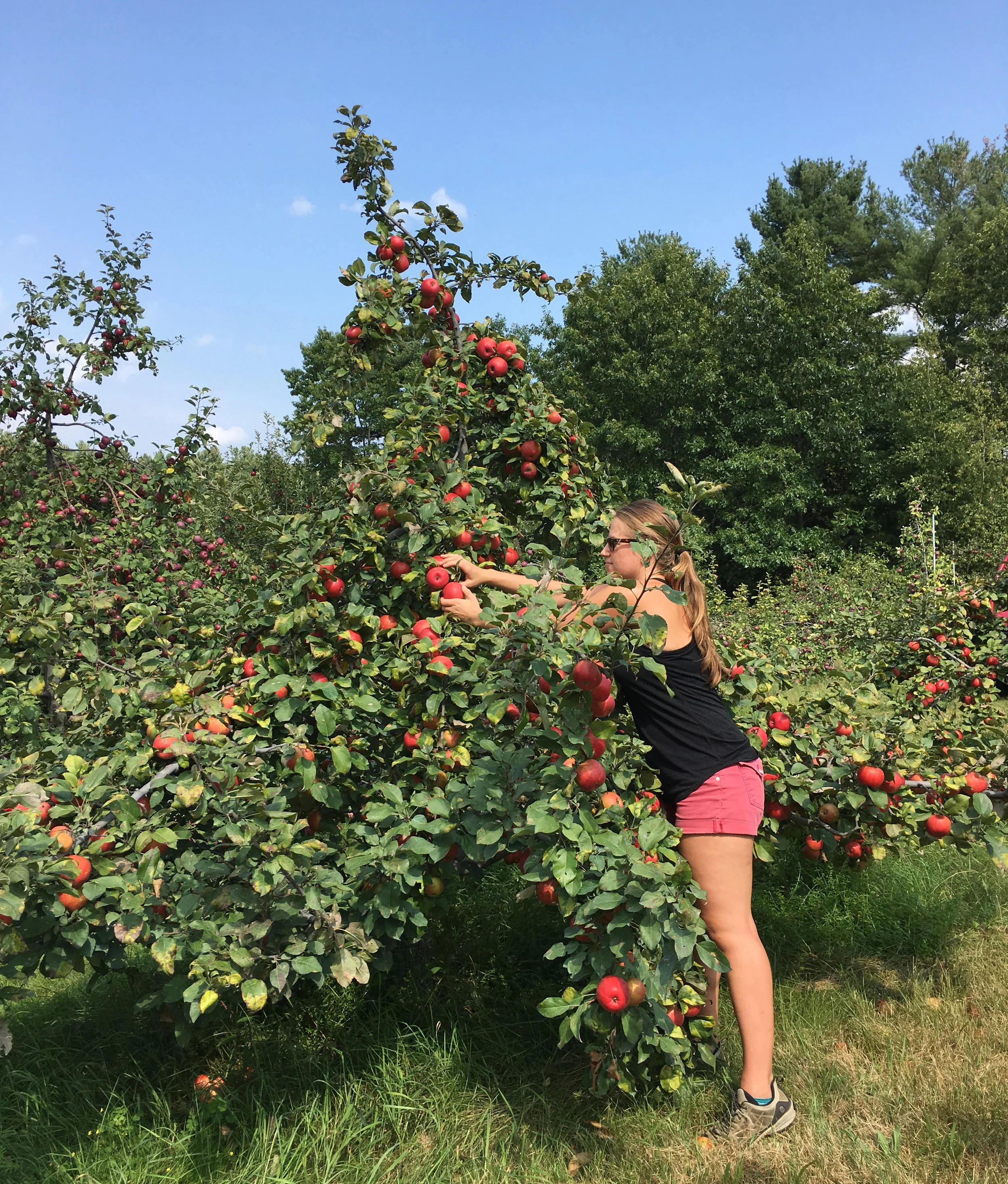 My daughter, Ariel, picking Honey Crisp Apples in 2017