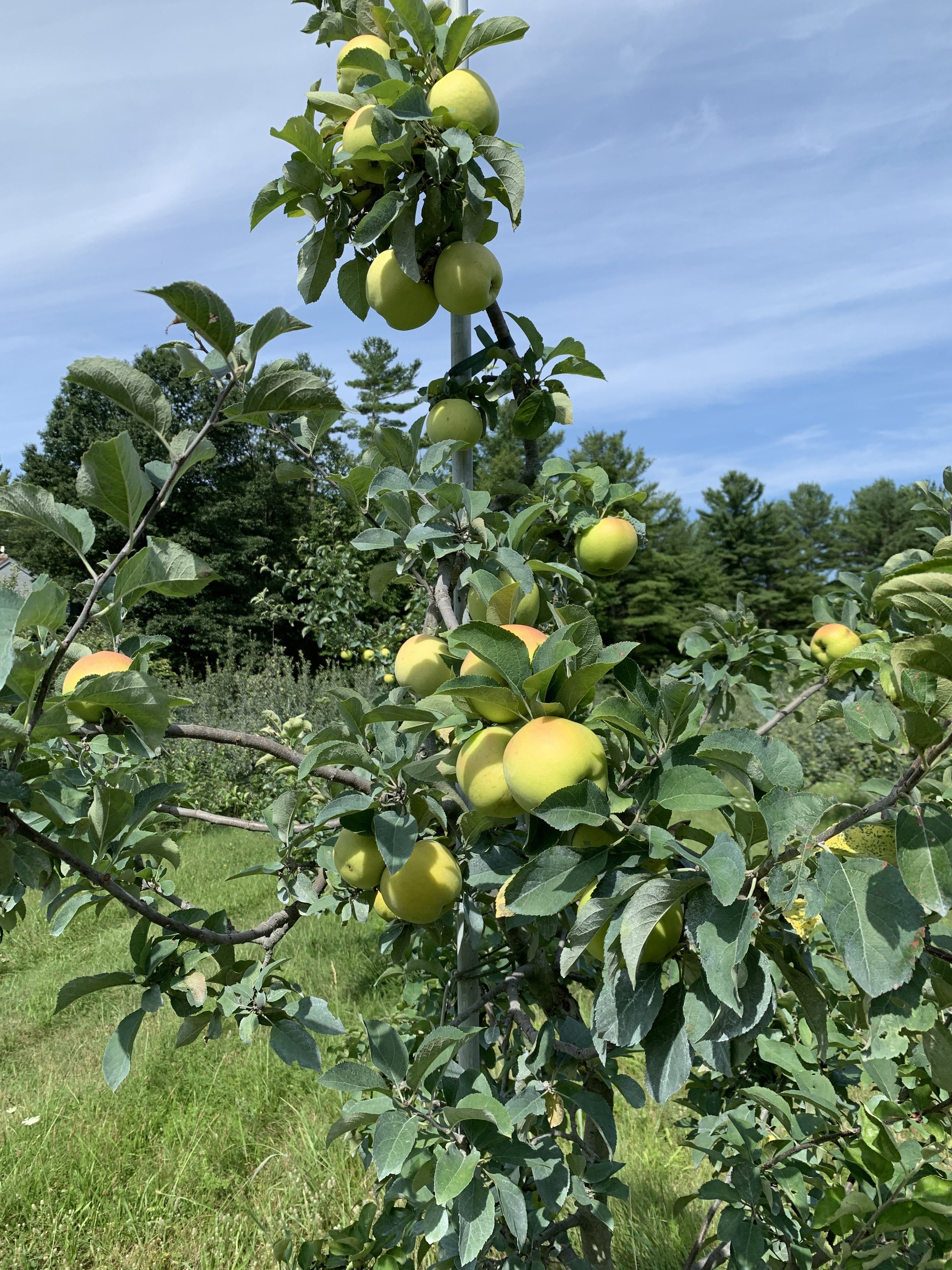 Pristine Apples, August 1, 2019