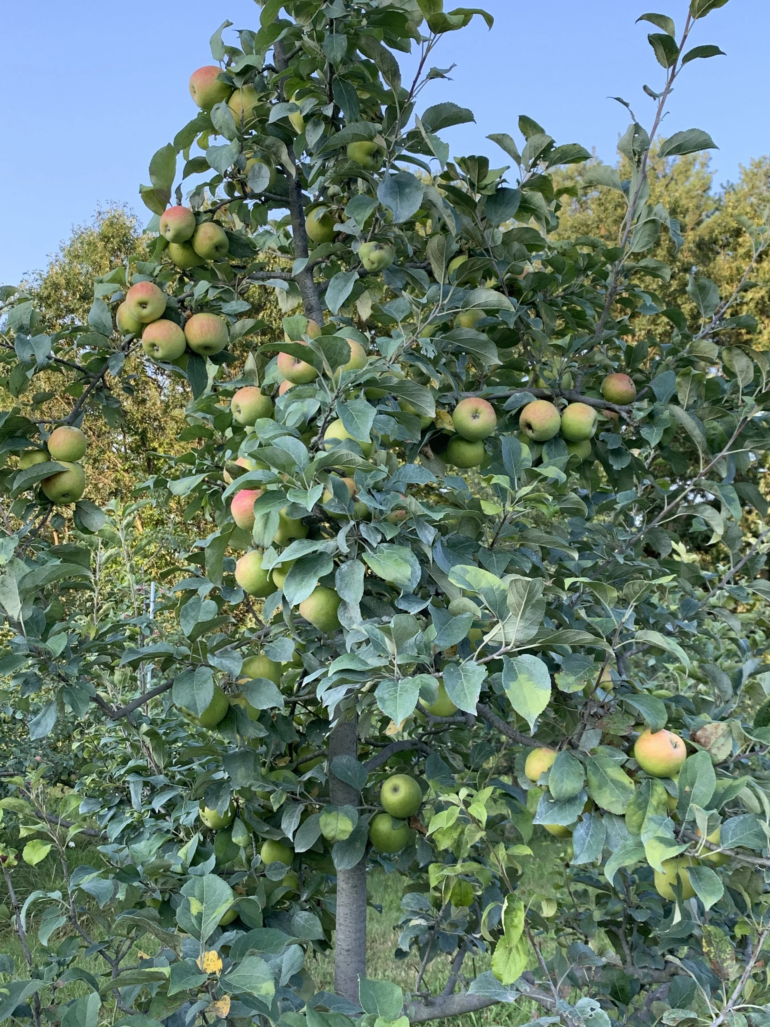 Honey Crisp, August 1, 2019