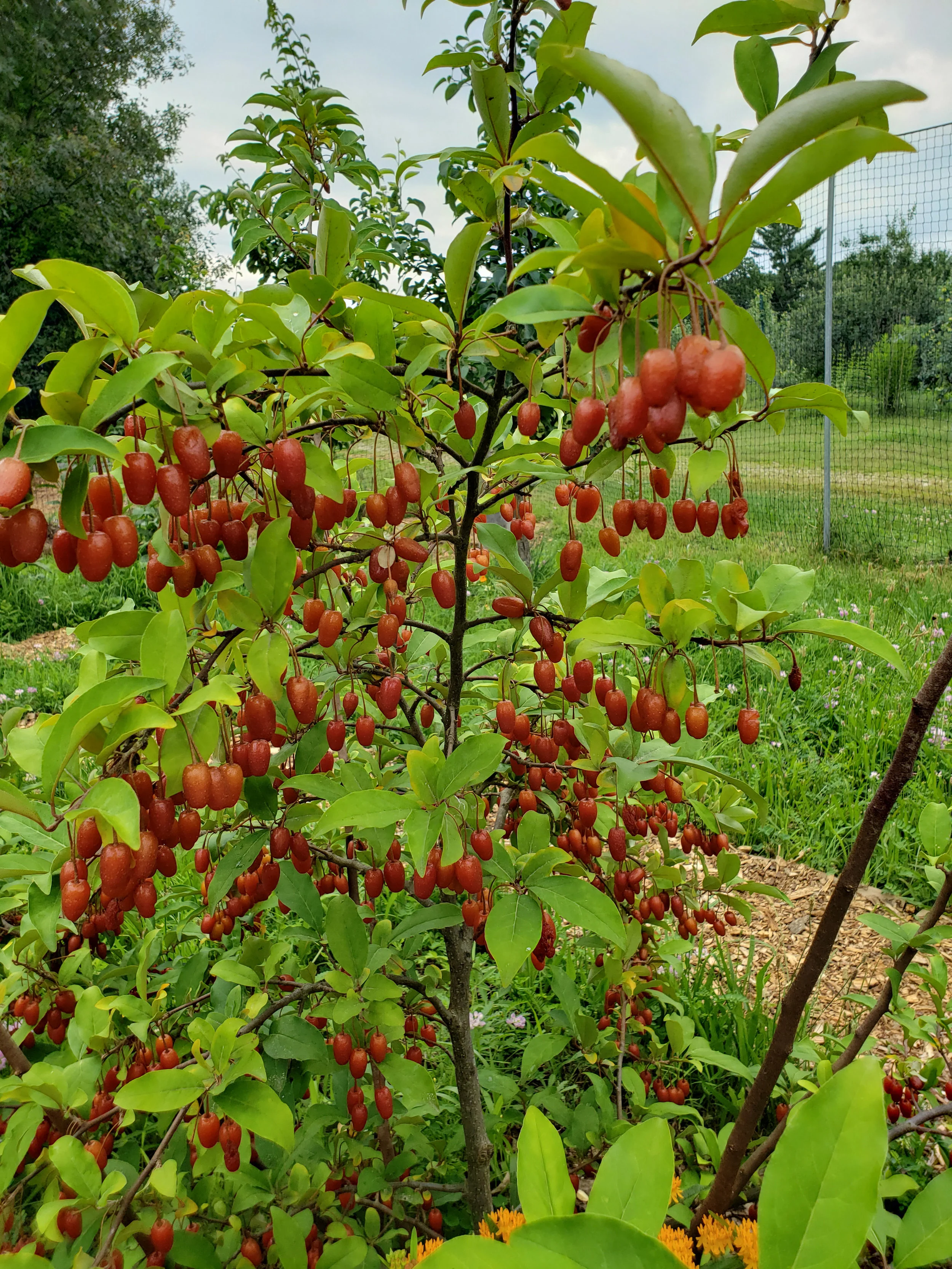 Goumi Berries