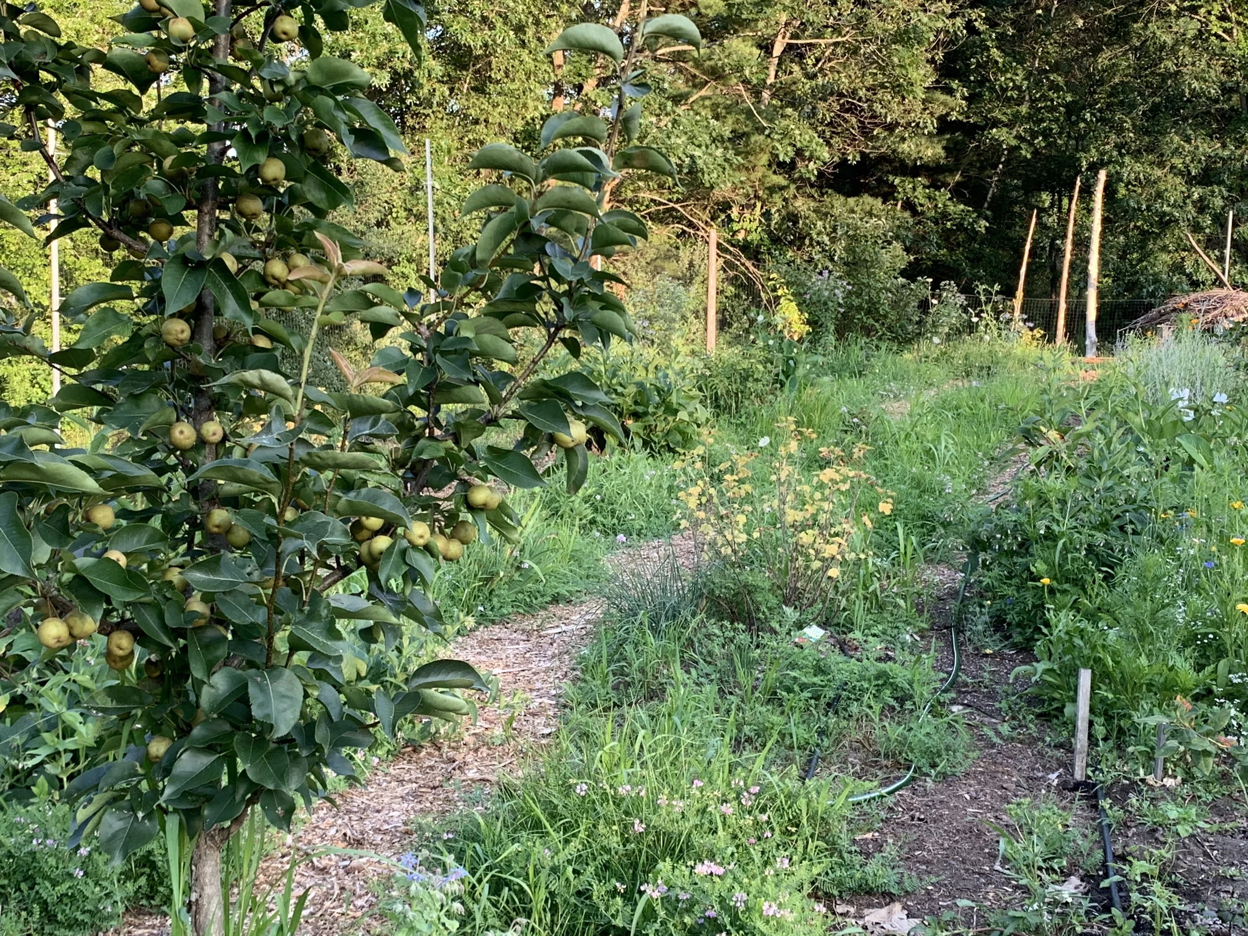 Asian Pear Orchard, August 2, 2019