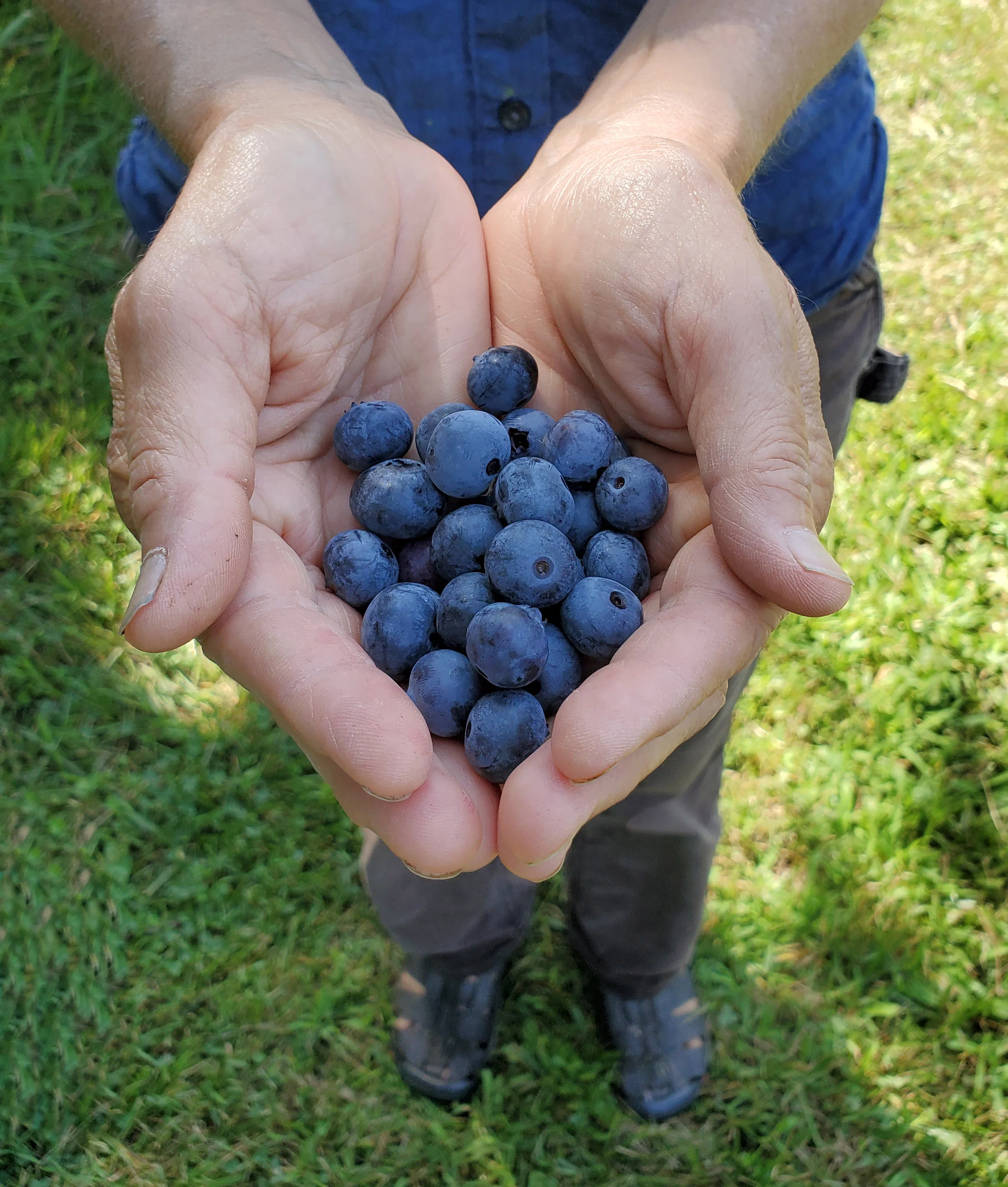 Blueberry Offering Photo: Nadine Mazzola