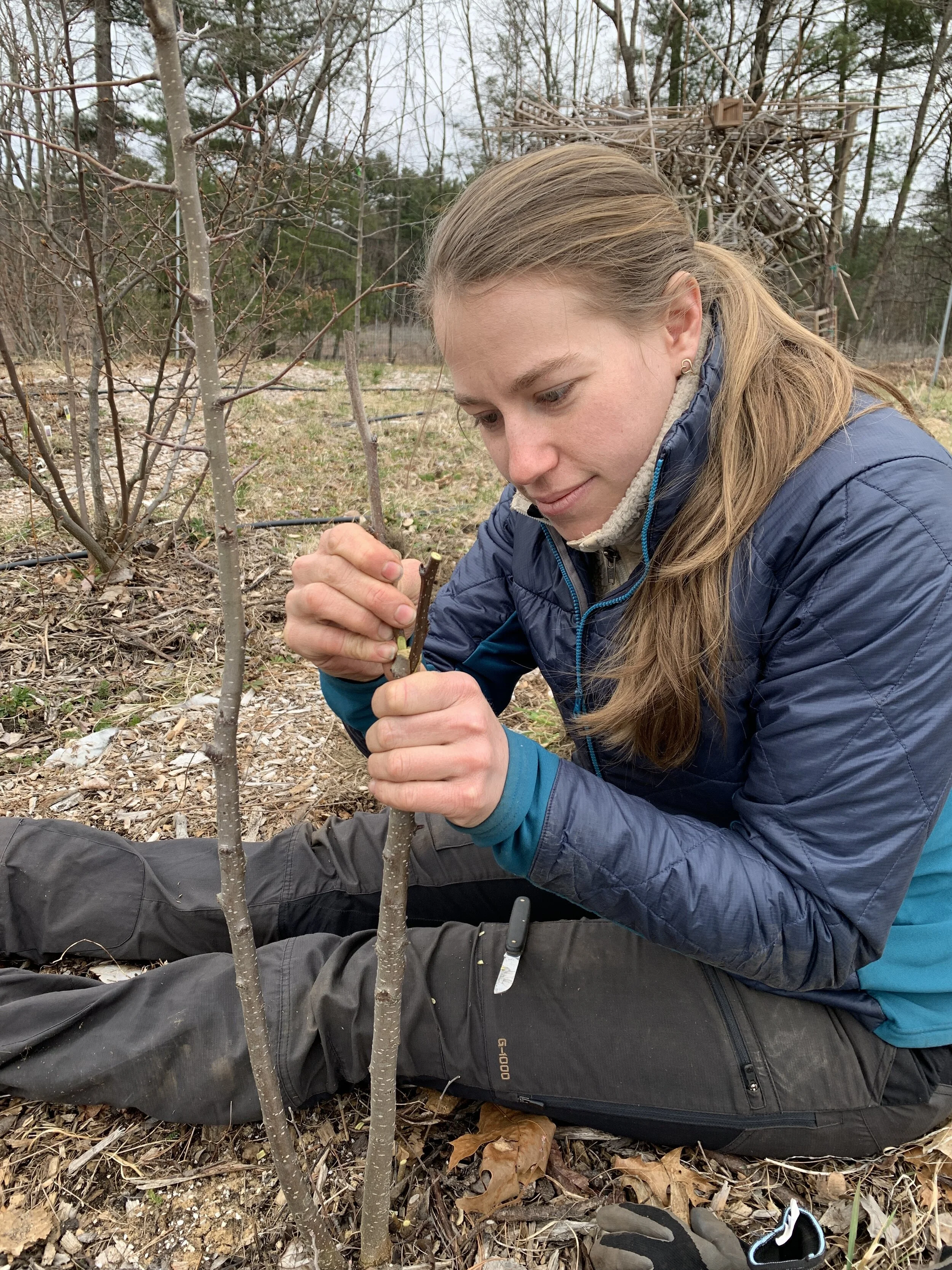 Ariel, grafting Olympic Asian pear scion wood onto rootstock in the Asian pear orchard.