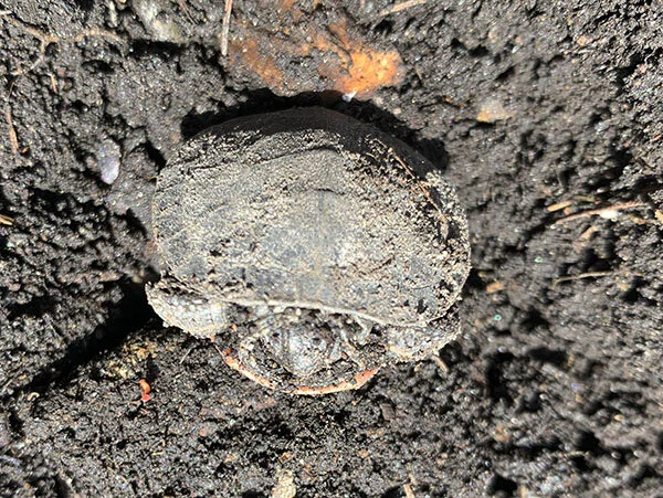 Baby snapper turtle Ariel found when we were moving a pear tree to plant new peaches. The turtle stretched and then we quickly dug it back into the soil.
